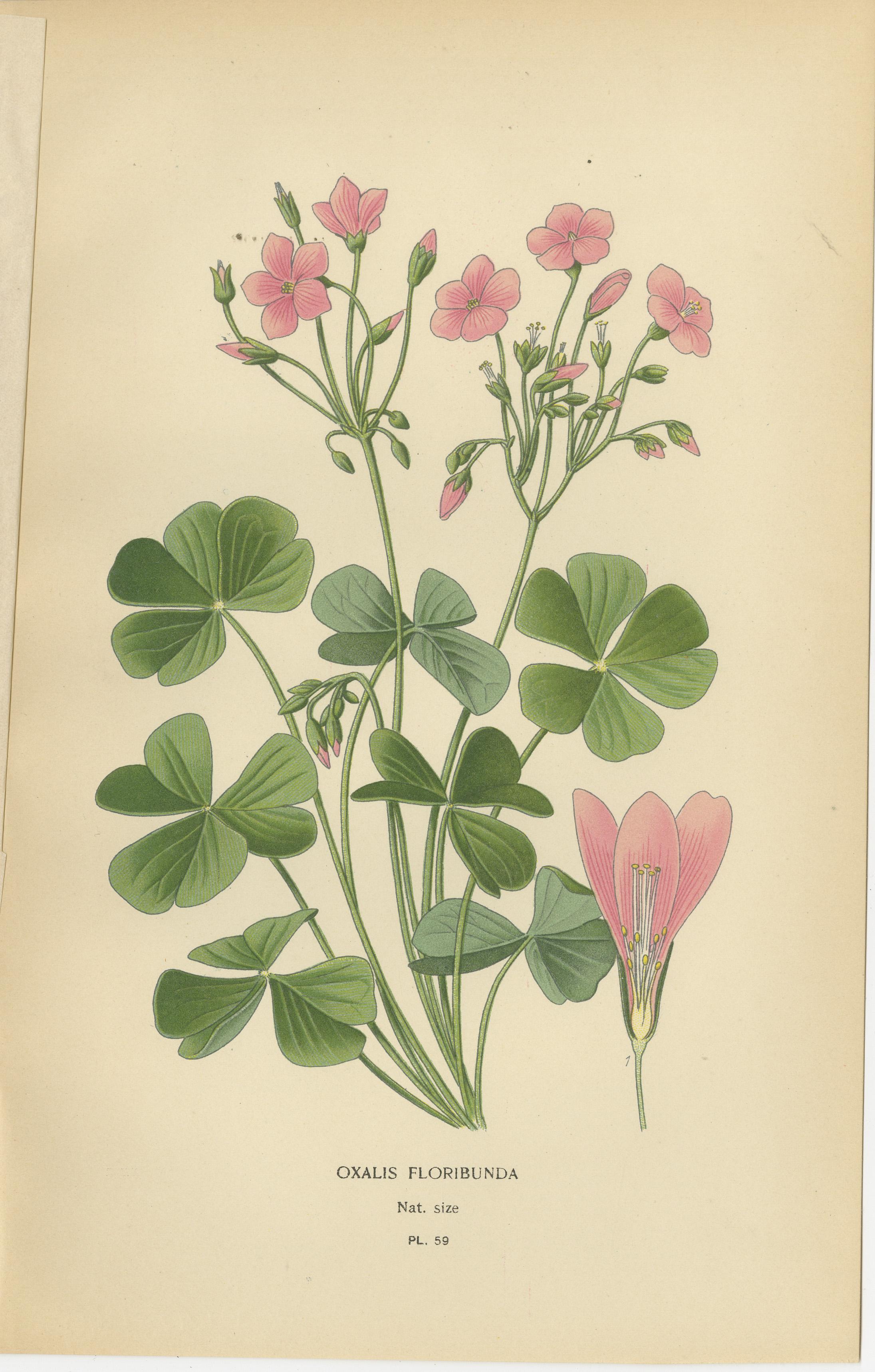 Late 19th Century Victorian Geranium Elegance: A Triptych of Horticultural Art, 1896 For Sale