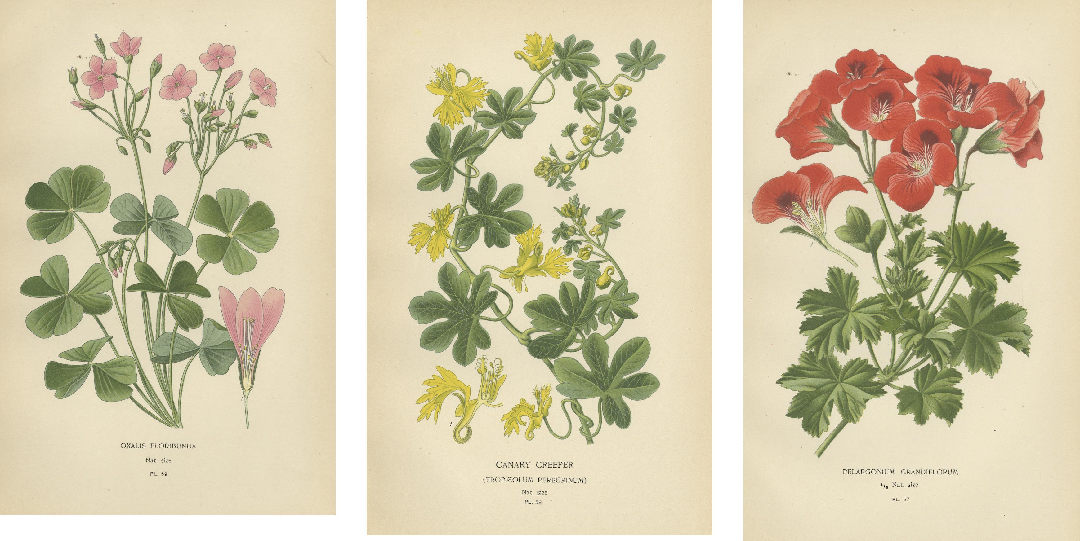 Paper Victorian Geranium Elegance: A Triptych of Horticultural Art, 1896 For Sale