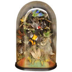 Victorian Glass Dome of Taxidermy Tropical Birds
