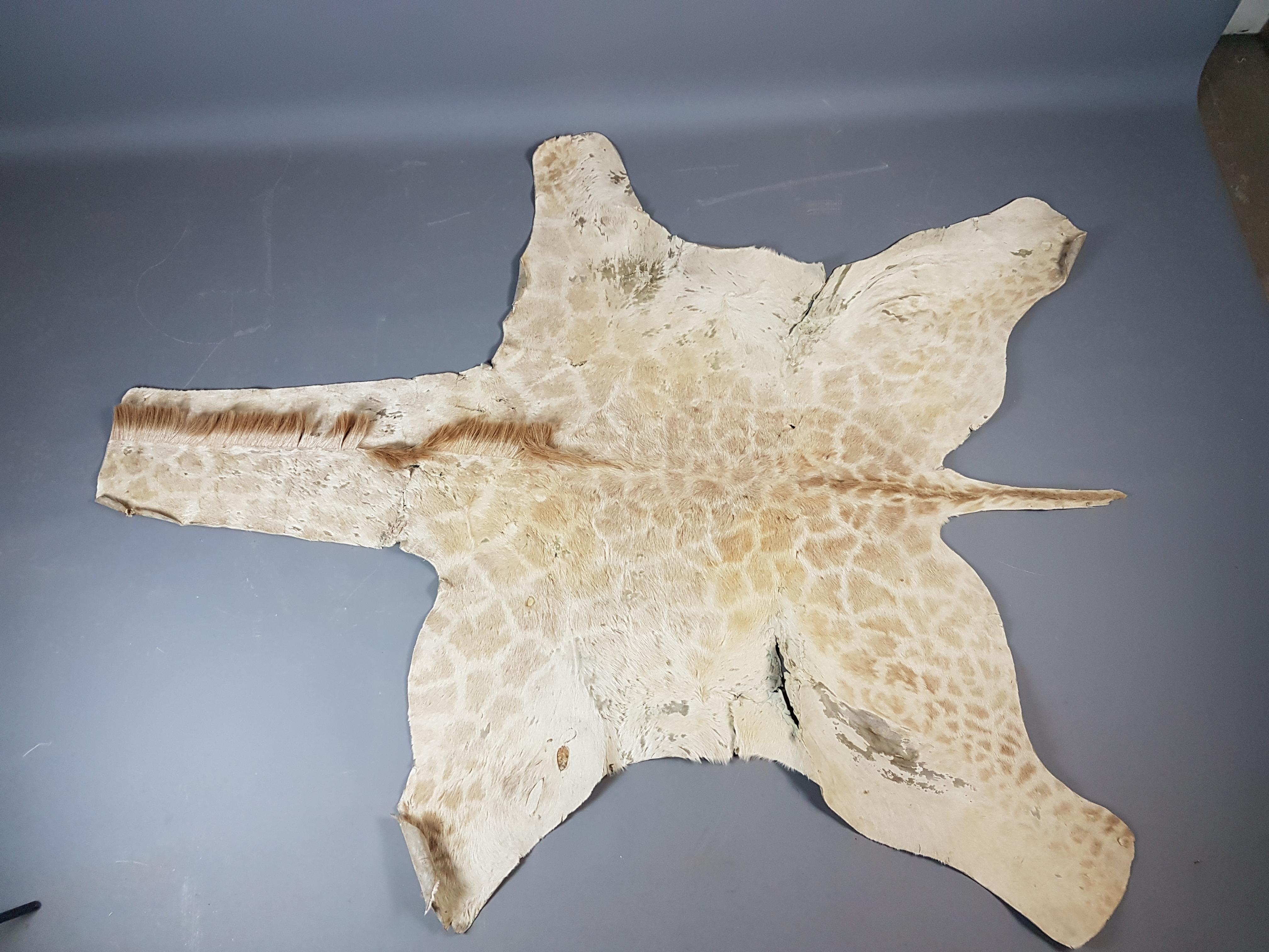This is a nice country house juvenile giraffe skin rug / hide. It is in used condition with areas of wear and tear that comes with items like this, the color is still in good order with minimal fading. There are some tears around the edge that can