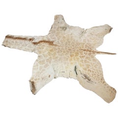 Victorian Juvenile Giraffe Hide