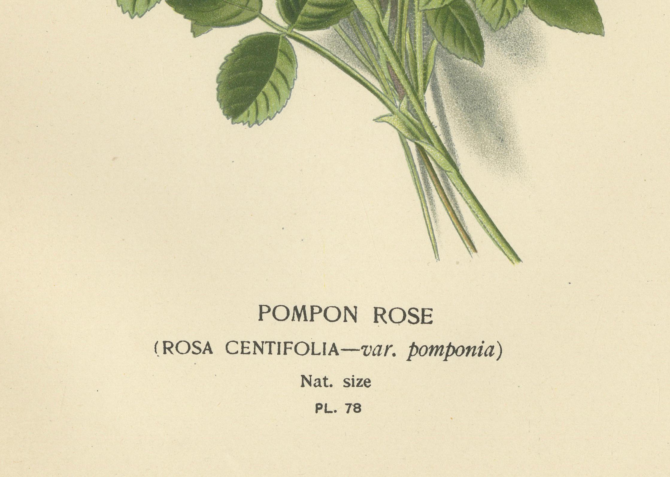Victorian Miniature: Pompon Rose Elegance, 1896 In Good Condition For Sale In Langweer, NL
