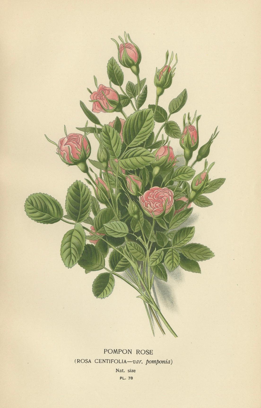 Paper Victorian Miniature: Pompon Rose Elegance, 1896 For Sale