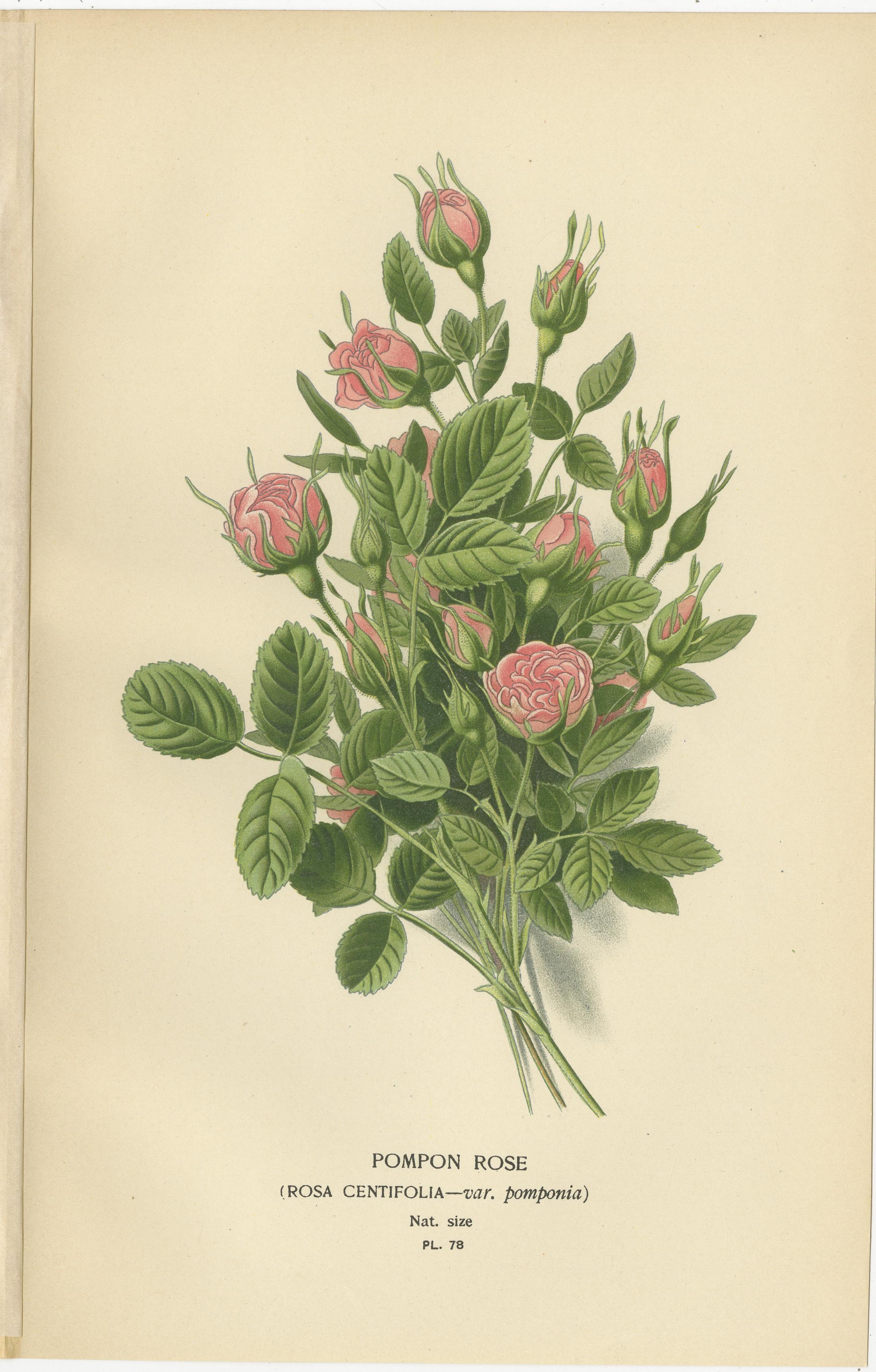 Victorian Miniature: Pompon Rose Elegance, 1896 For Sale 1