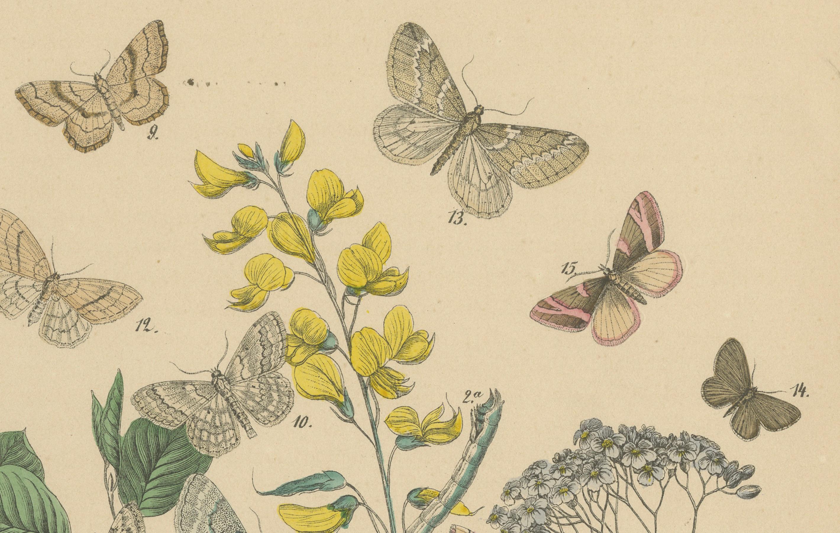 Viktorianische Moth-Illustrationen von William Forsell Kirby, 1882 im Zustand „Gut“ im Angebot in Langweer, NL