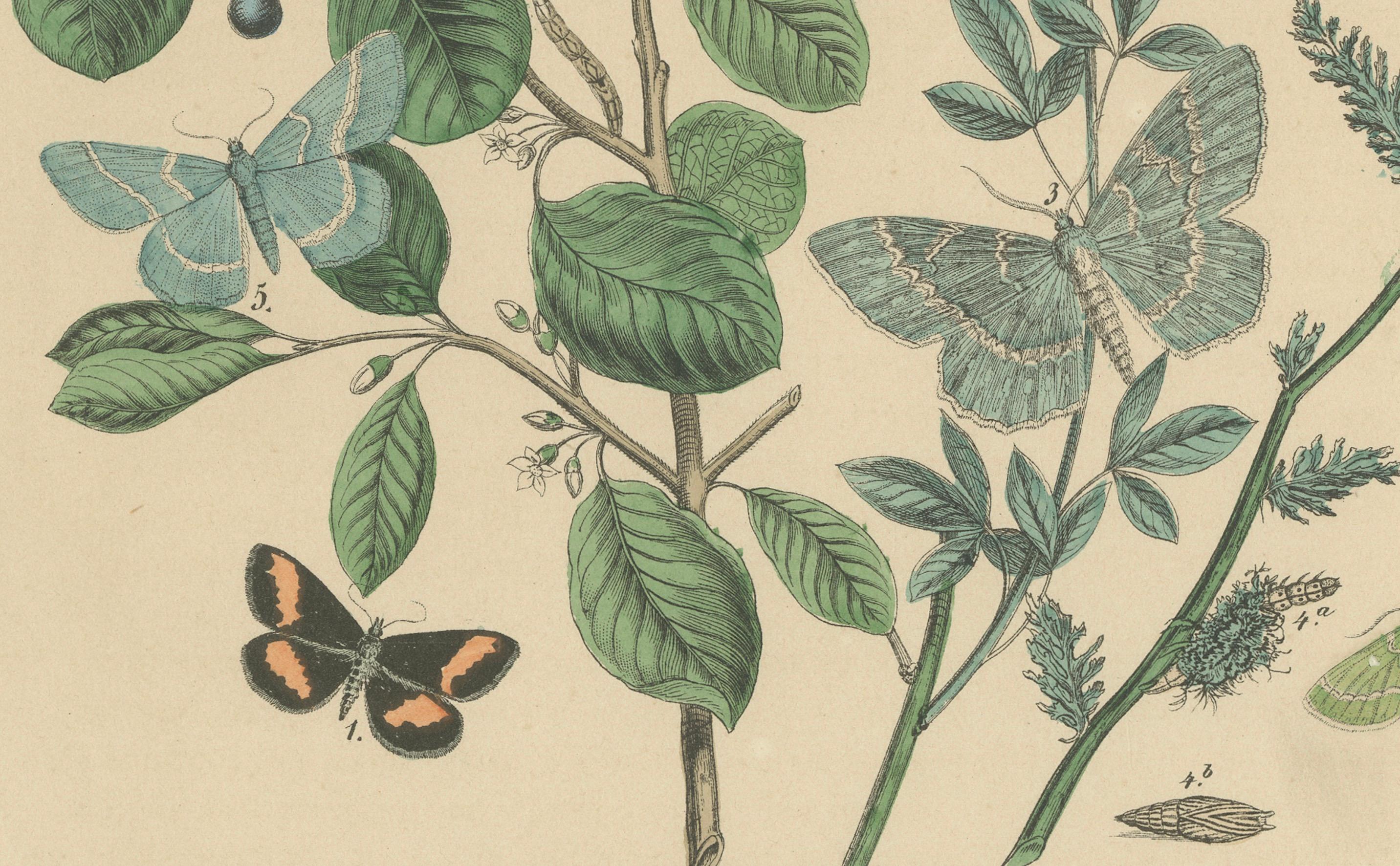 Viktorianische Moth-Illustrationen von William Forsell Kirby, 1882 (Spätes 19. Jahrhundert) im Angebot
