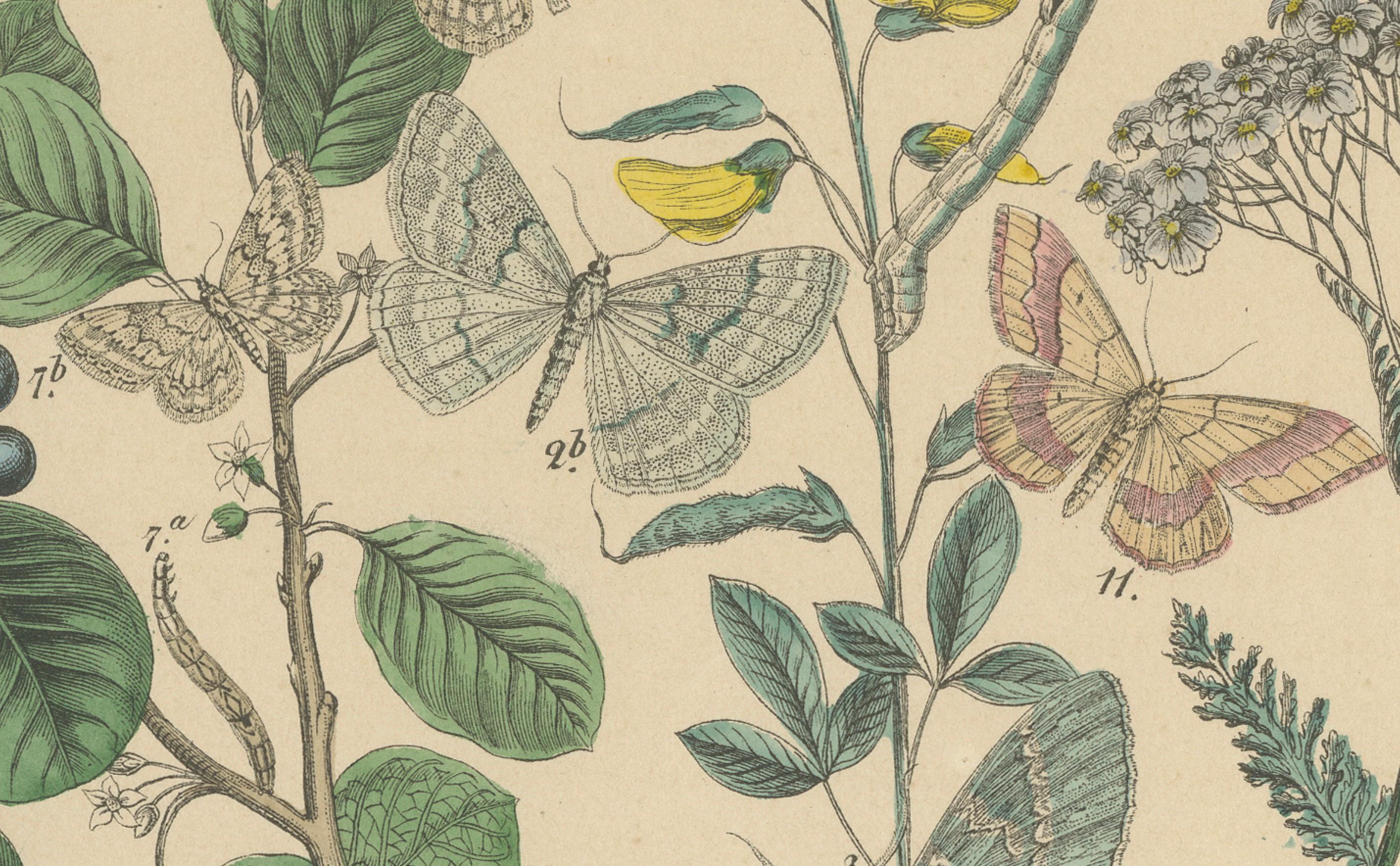Viktorianische Moth-Illustrationen von William Forsell Kirby, 1882 (Papier) im Angebot