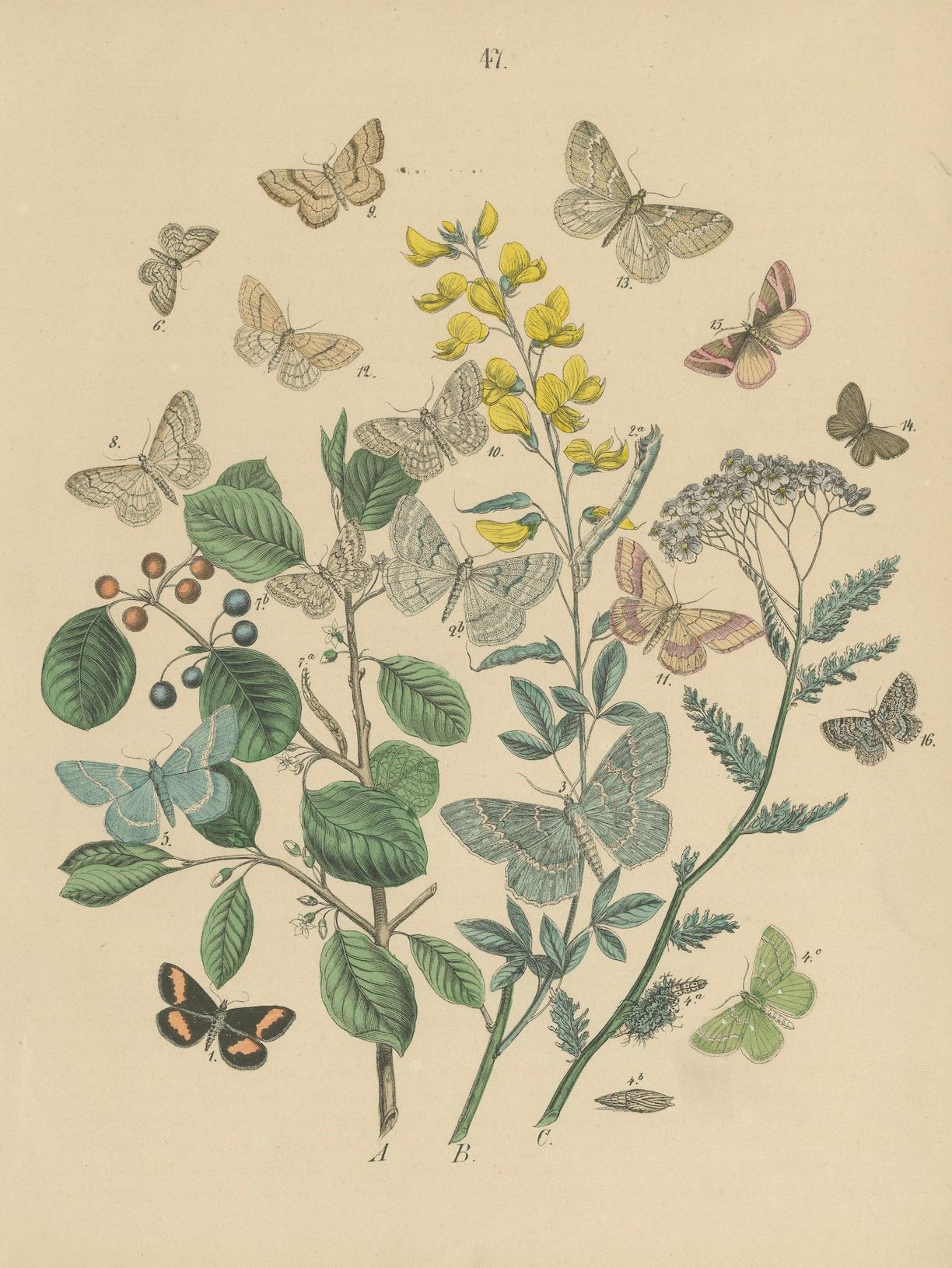 Viktorianische Moth-Illustrationen von William Forsell Kirby, 1882 im Angebot 1