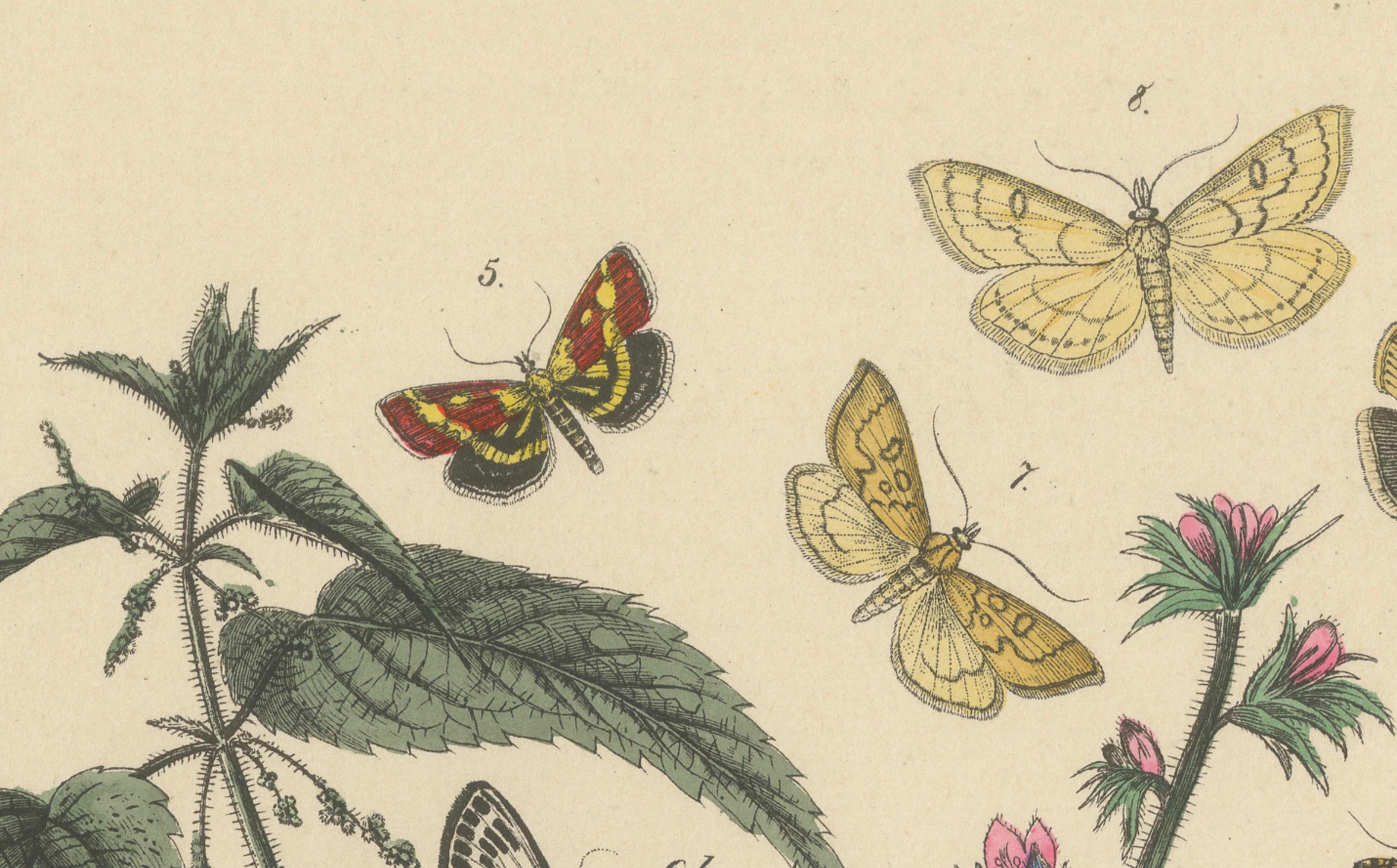 Viktorianische Moth-Illustrationen von William Forsell Kirby, 1882 im Angebot 2