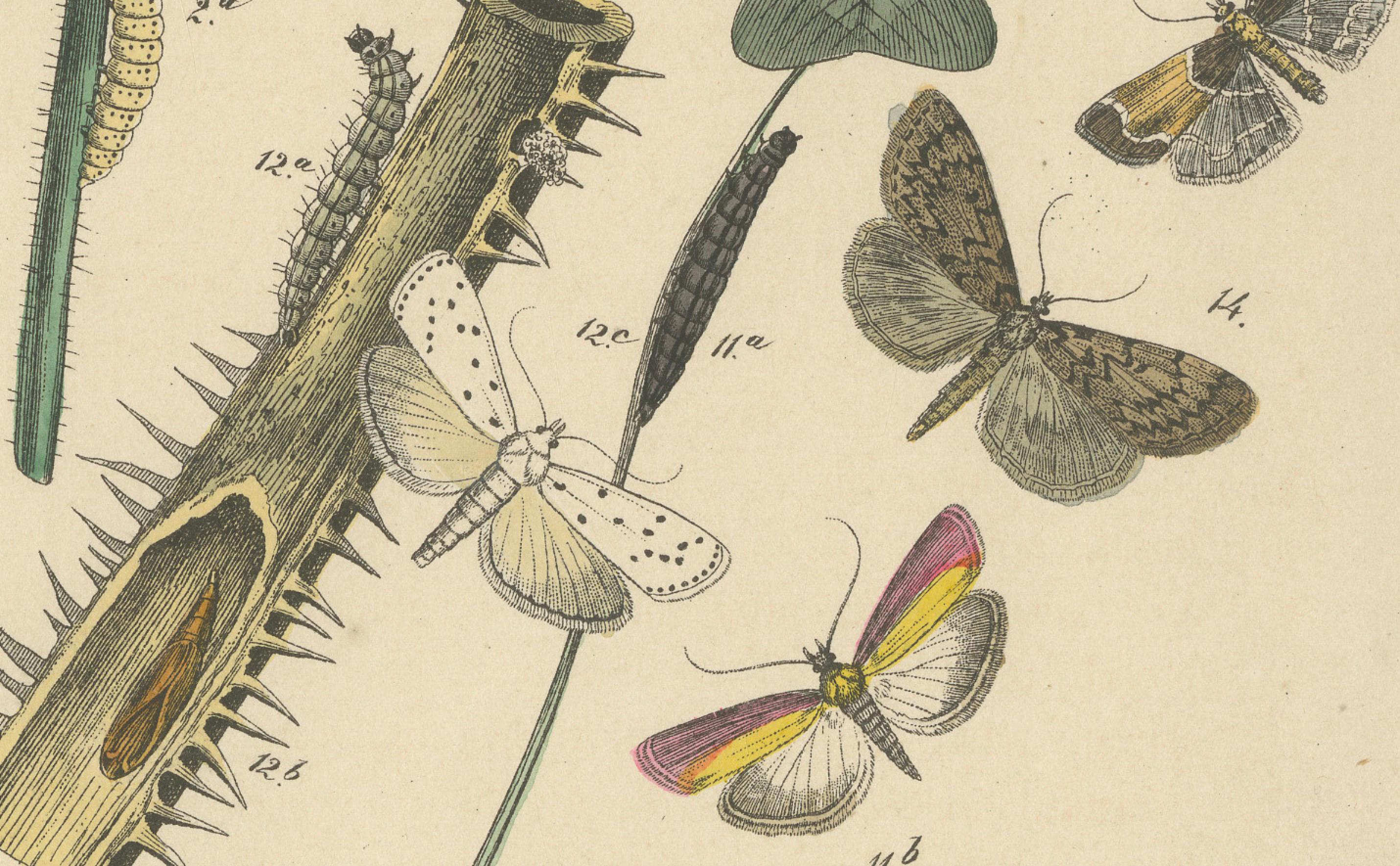 Viktorianische Moth-Illustrationen von William Forsell Kirby, 1882 im Angebot 3