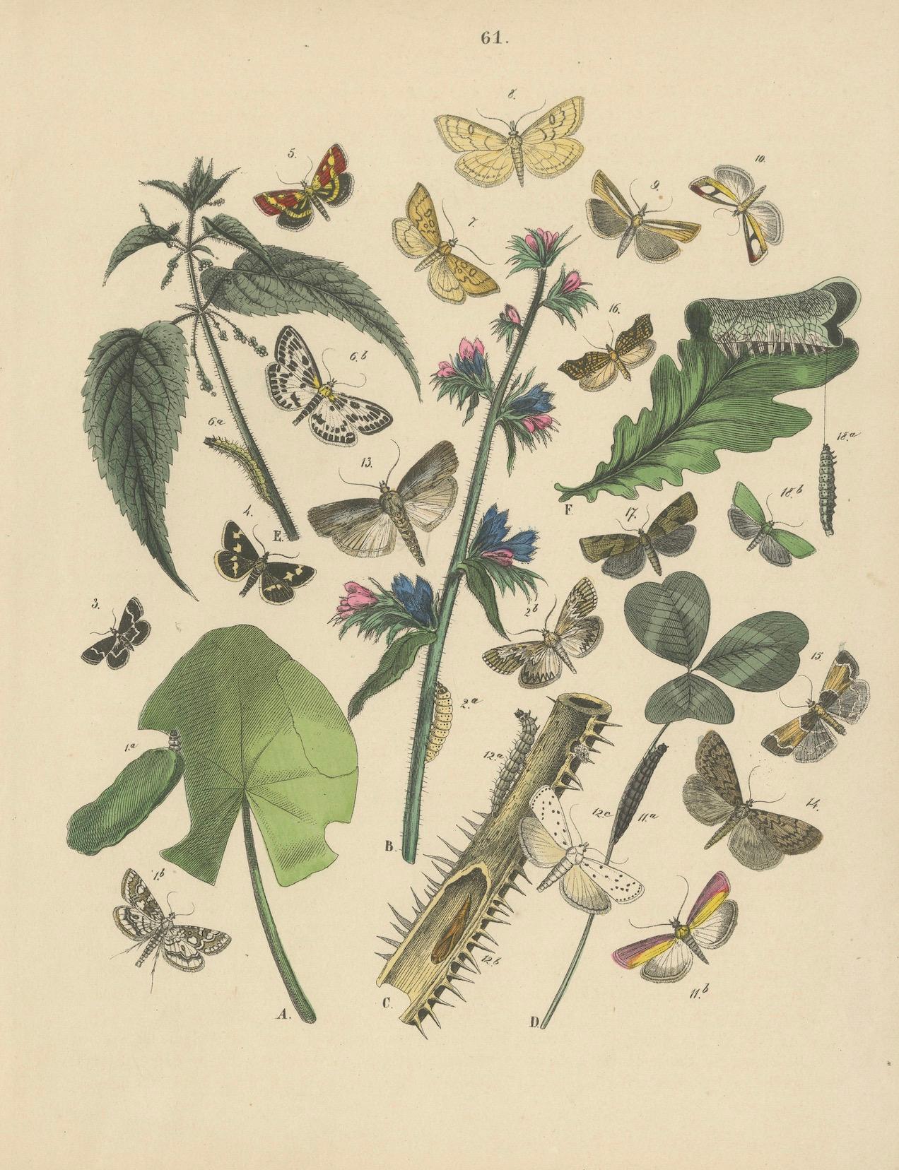 Viktorianische Moth-Illustrationen von William Forsell Kirby, 1882 im Angebot 4