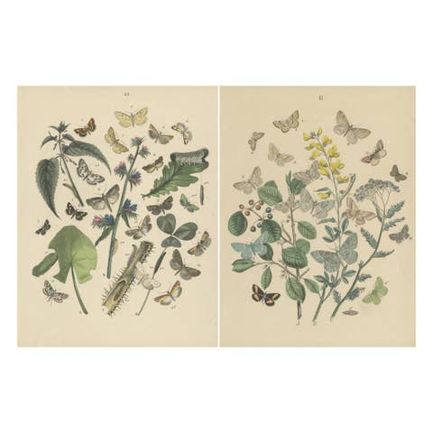 Victorian Moth Illustrations by William Forsell Kirby, 1882
