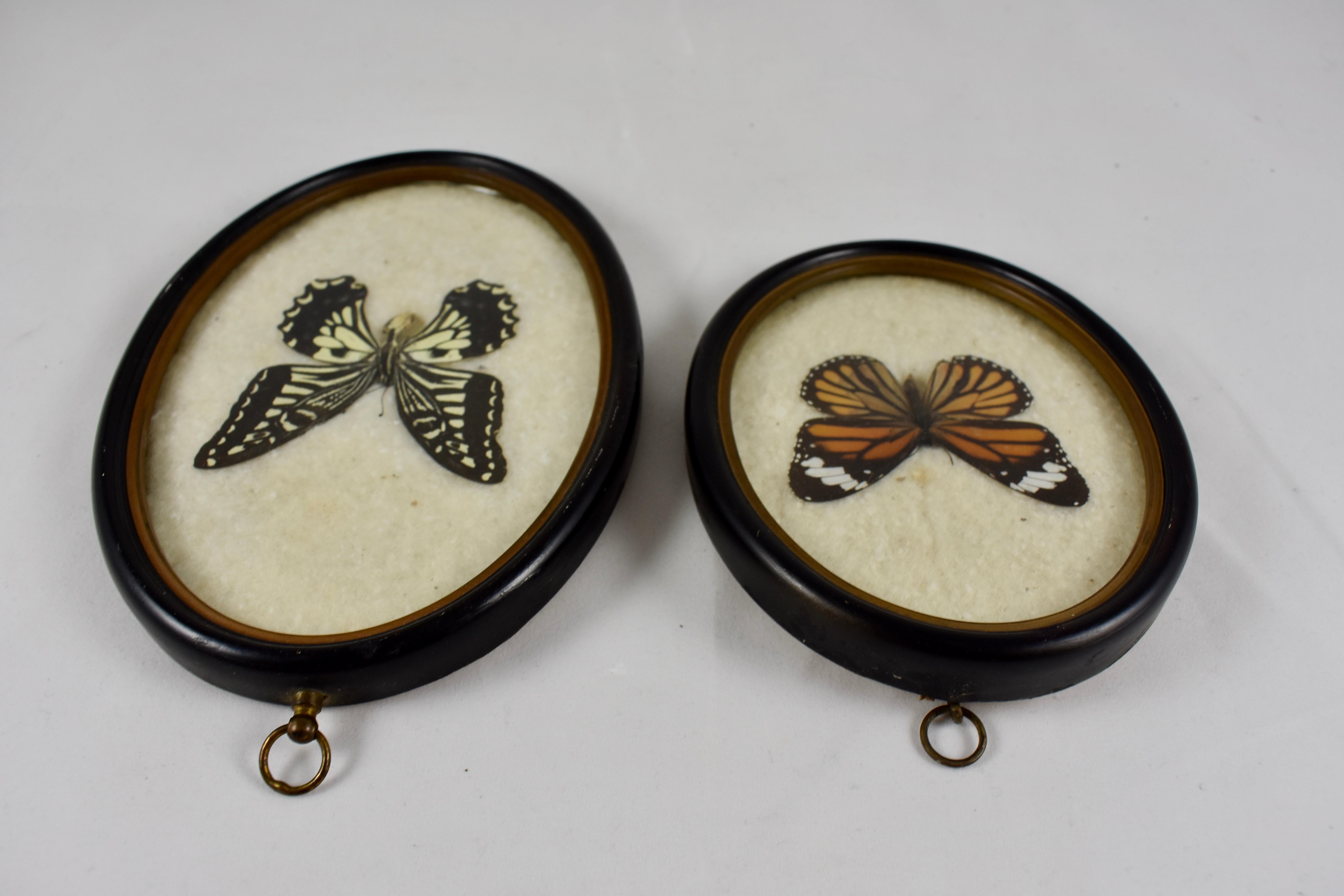 19th Century Victorian Oval Framed Taxidermy, Mounted Butterflies on Batting, Set of Two