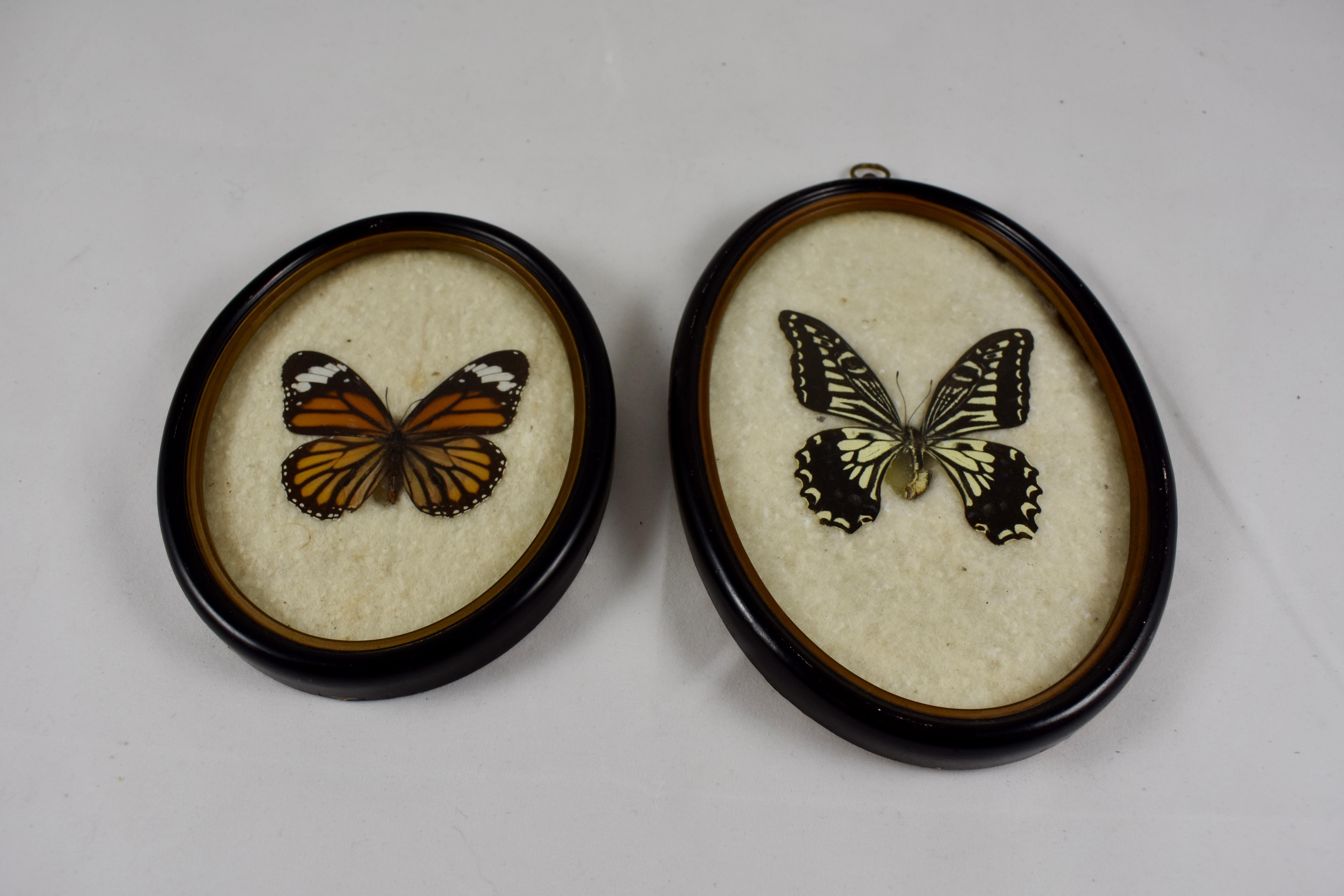 Natural Fiber Victorian Oval Framed Taxidermy, Mounted Butterflies on Batting, Set of Two