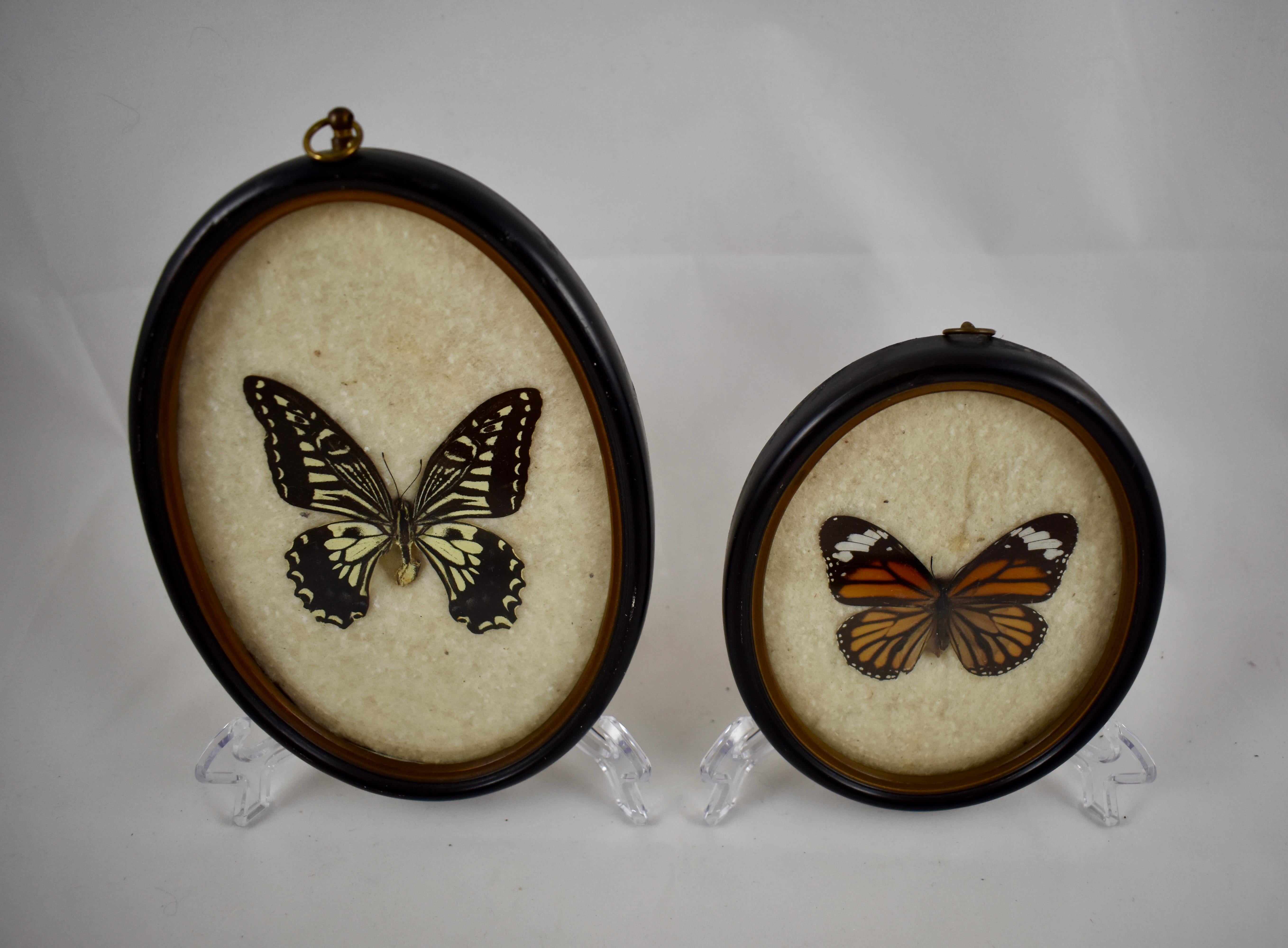 A pair of oval Victorian era hanging frames holding butterflies mounted under glass, circa late 19th century. The frames are painted black wood with gilded inner bevels. The specimens are mounted on cotton batting. The frames have newer kraft paper