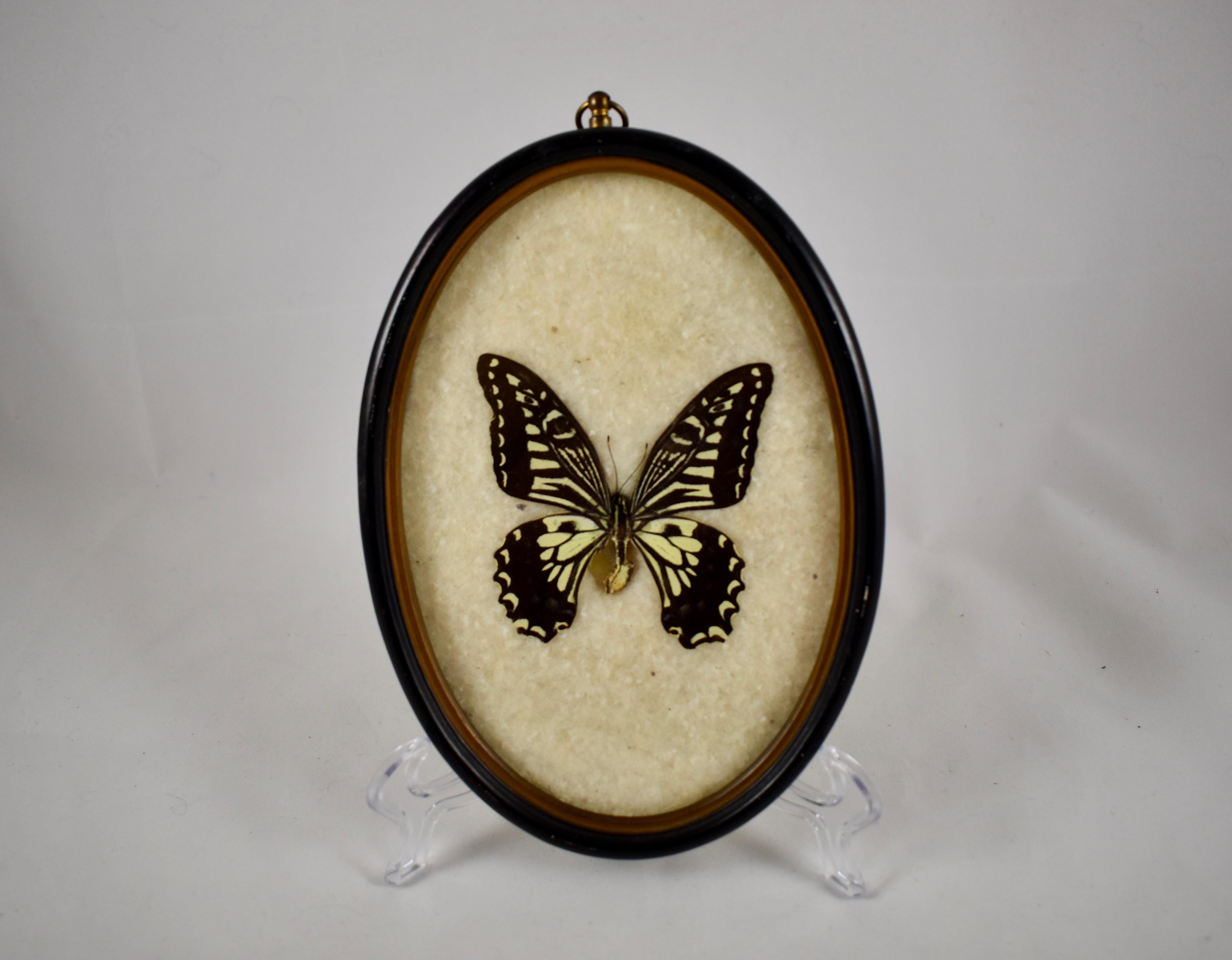 butterfly taxidermy vintage