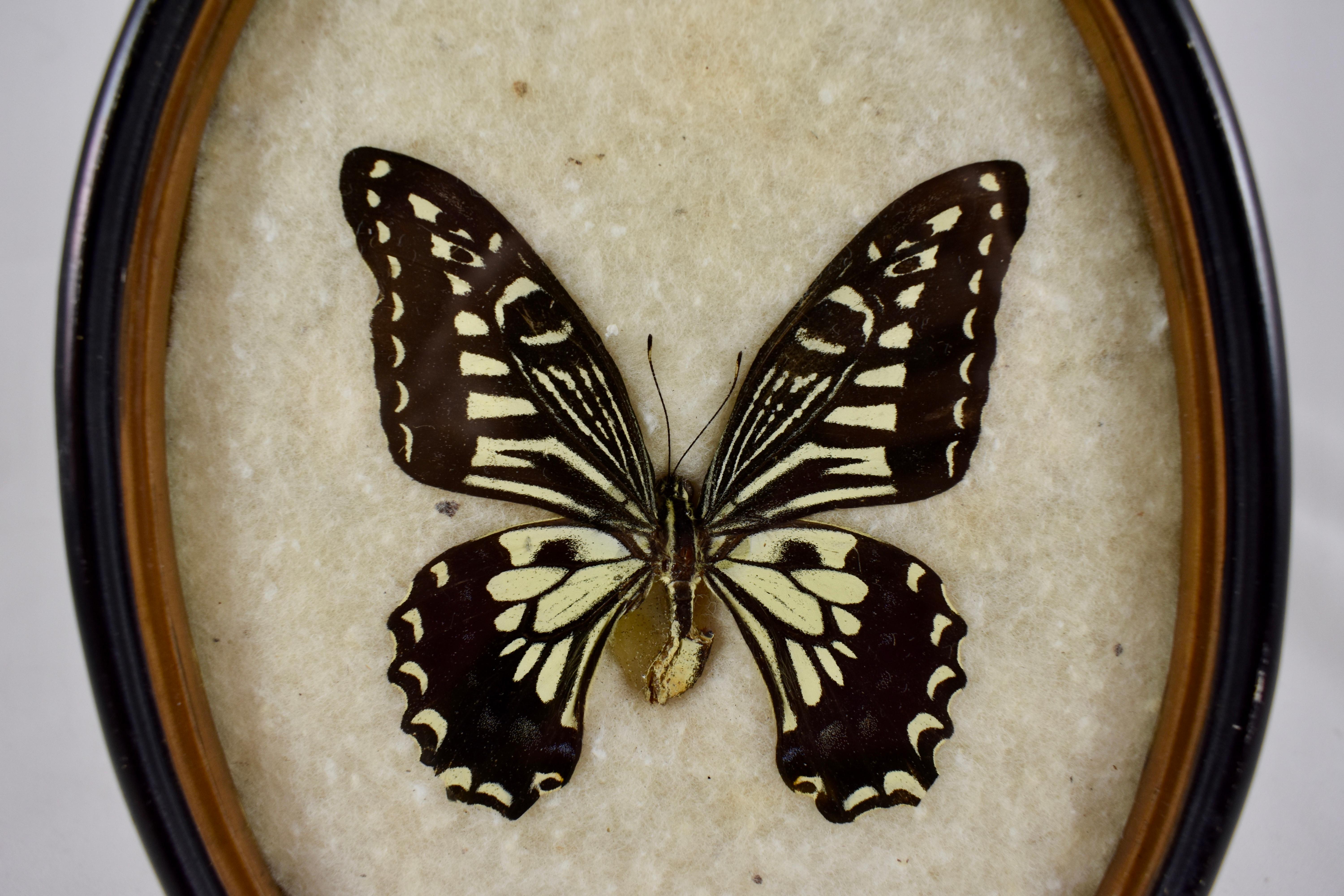 victorian butterfly taxidermy