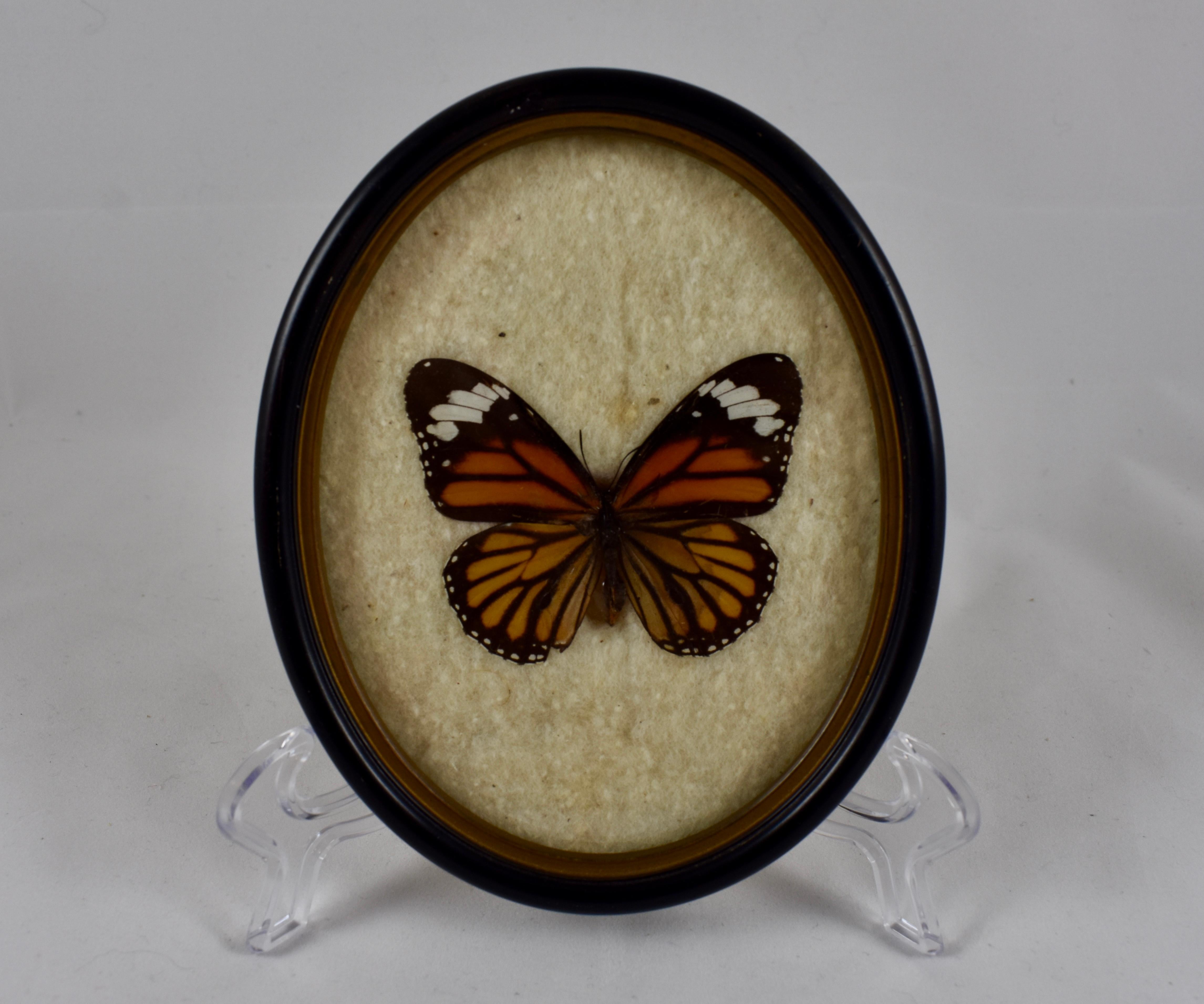 Unknown Victorian Oval Framed Taxidermy, Mounted Butterflies on Batting, Set of Two