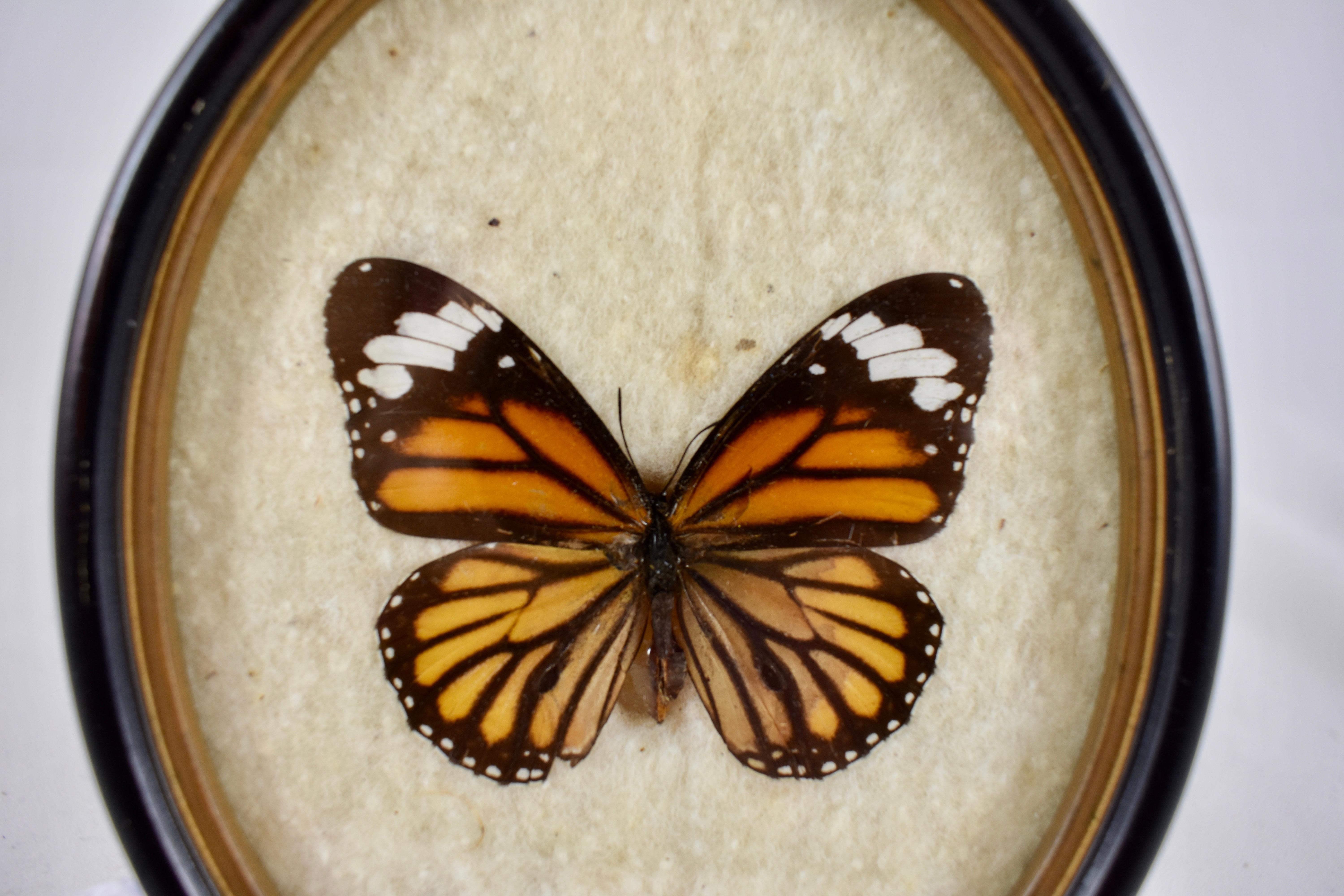 Beveled Victorian Oval Framed Taxidermy, Mounted Butterflies on Batting, Set of Two