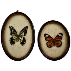 Antique Victorian Oval Framed Taxidermy, Mounted Butterflies on Batting, Set of Two
