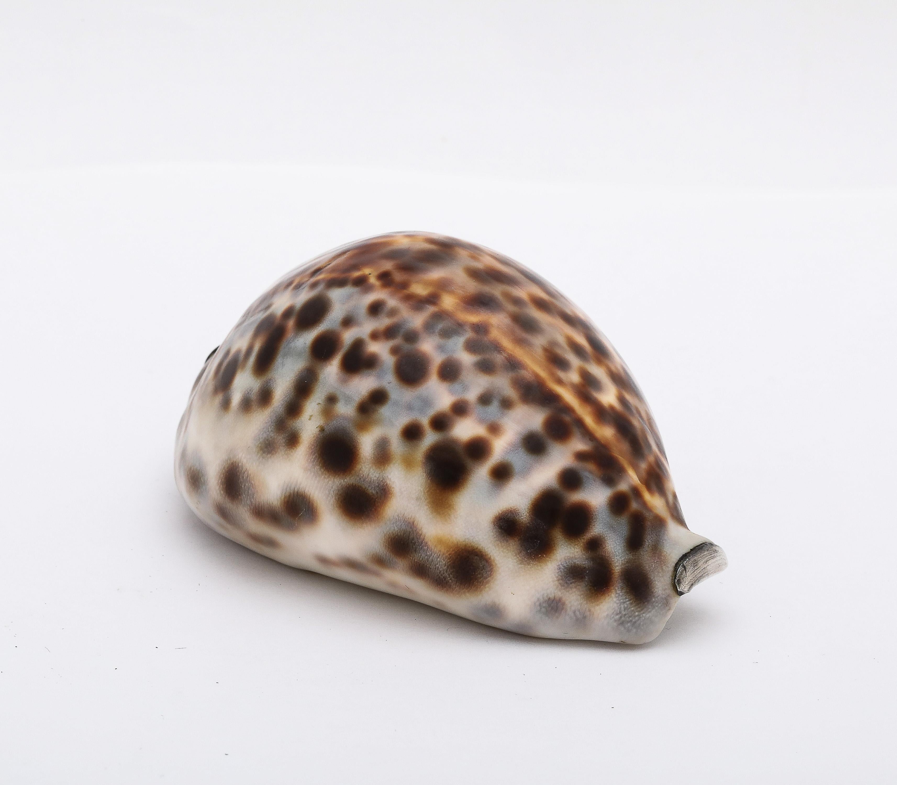 Tabacchiera con conchiglia di cowrie in argento massiccio di epoca vittoriana con coperchio a cerniera in vendita 3