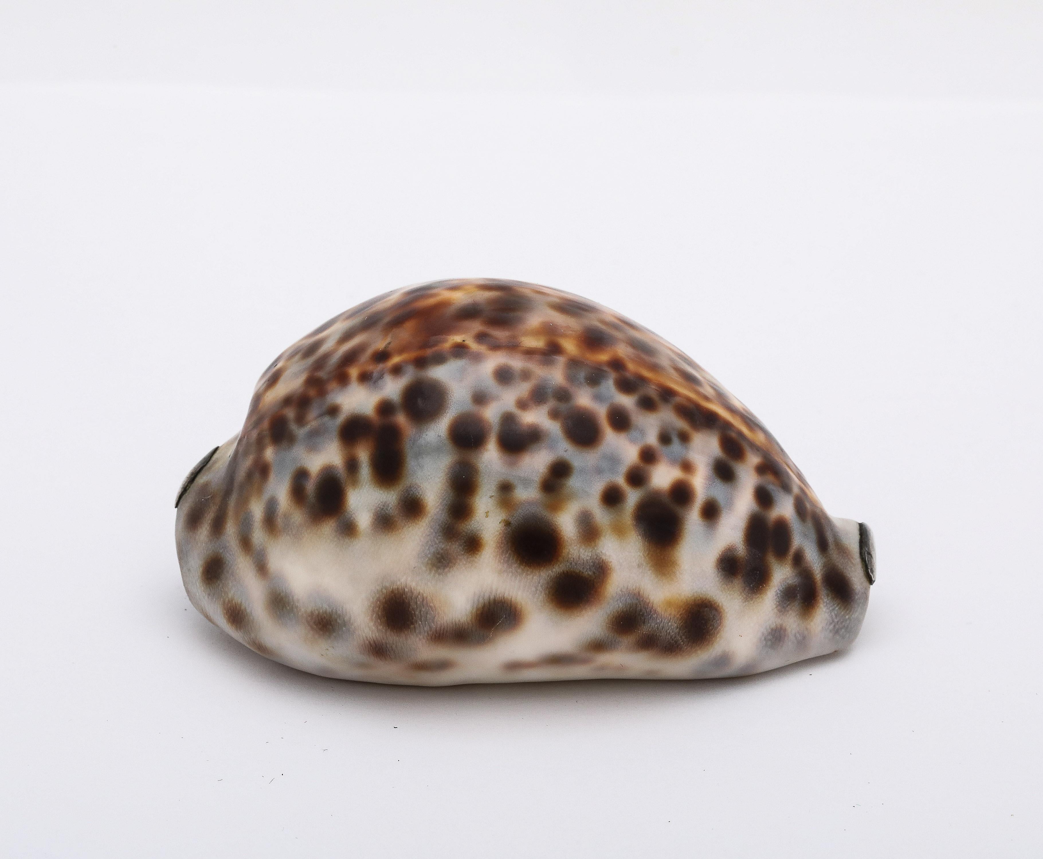 Tabacchiera in argento massiccio del periodo vittoriano (non marchiata, ma testata) con conchiglia di Cowrie e coperchio a cerniera, Inghilterra, ca. 1840's. Misura 3 pollici di lunghezza x 2 pollici di profondità x quasi 2 pollici di altezza. La