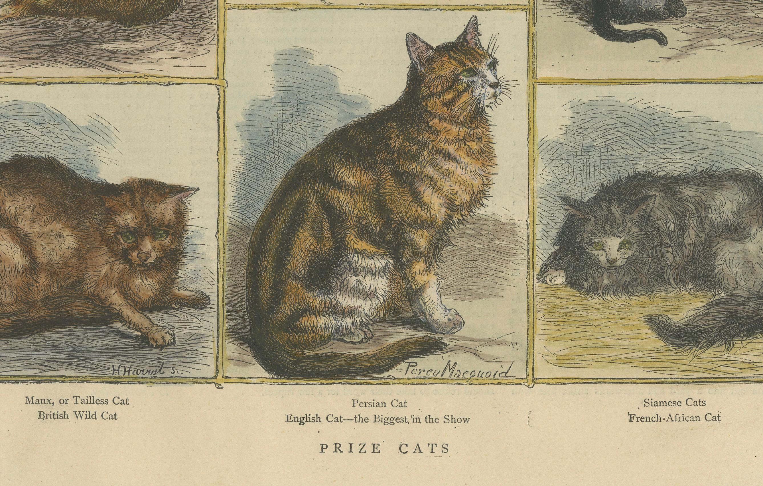 Dieser antike handkolorierte Holzschnitt mit dem Titel *Prize Cats* zeigt eine Sammlung prominenter und verschiedener Katzenrassen, die im 19. Jahrhundert gefeiert wurden. Der Druck zeigt sechs einzelne Vignetten, von denen jede eine bestimmte