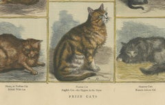 Victorian Prize Cats: Hand-Colored Woodcut Featuring Distinguished Breeds, c1890