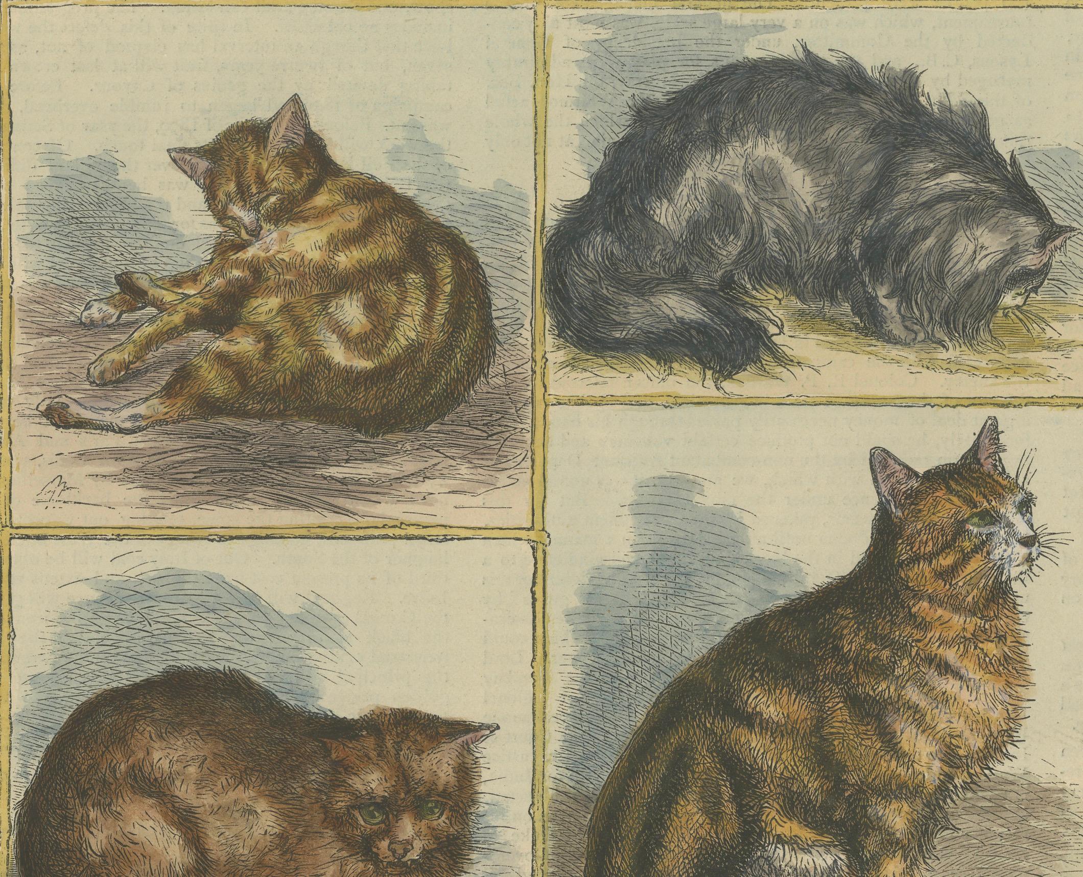 Viktorianische Preiskatten: handkoloriertes Holzschnitt mit gesprenkelten Breeds mit Katzenmotiven, um 1890 im Zustand „Gut“ im Angebot in Langweer, NL