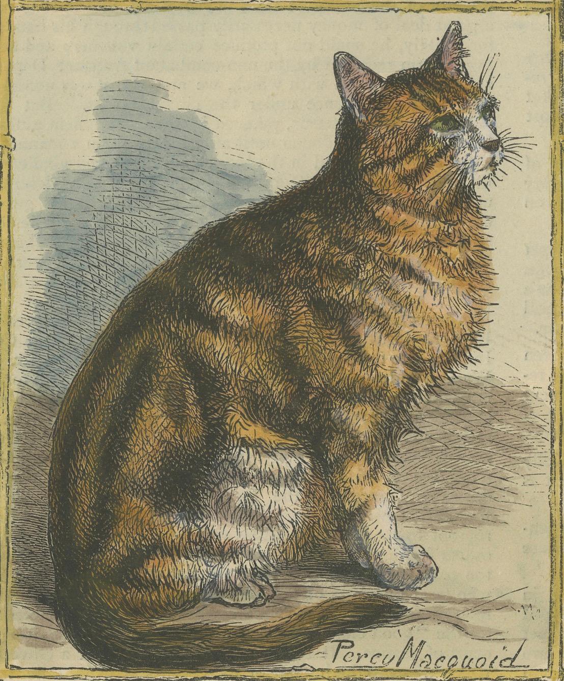 Viktorianische Preiskatten: handkoloriertes Holzschnitt mit gesprenkelten Breeds mit Katzenmotiven, um 1890 (Spätes 19. Jahrhundert) im Angebot