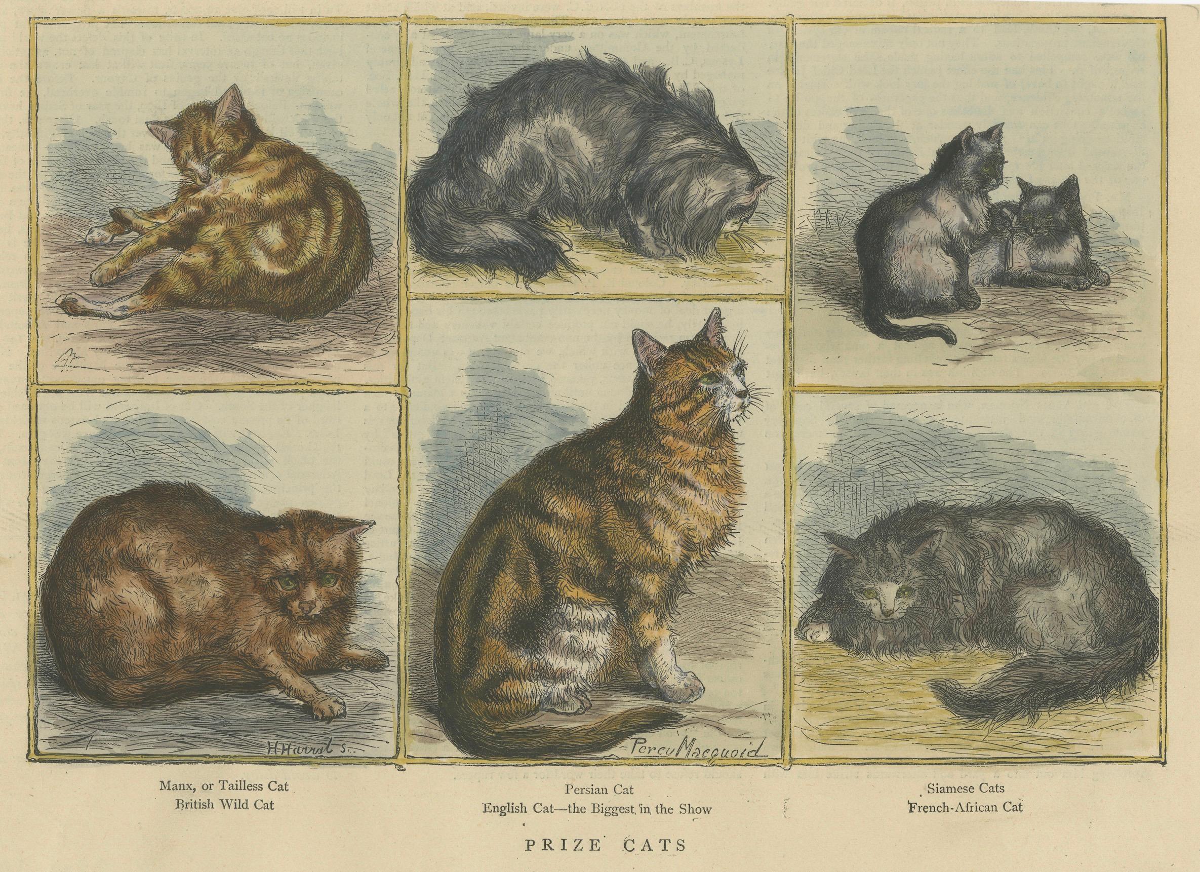 Viktorianische Preiskatten: handkoloriertes Holzschnitt mit gesprenkelten Breeds mit Katzenmotiven, um 1890 (Papier) im Angebot