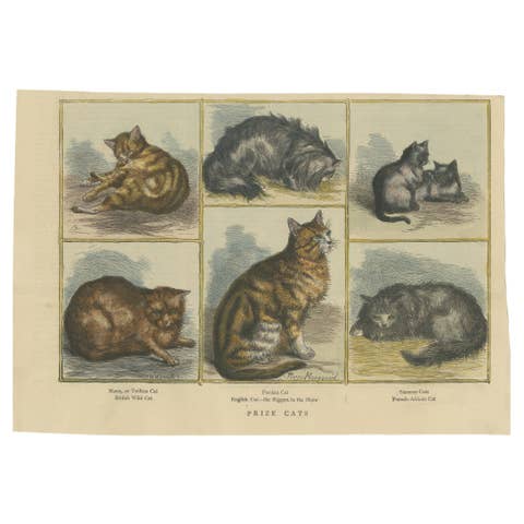 Victorian Prize Cats: Hand-Colored Woodcut Featuring Distinguished Breeds, c1890