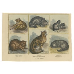 Victorian Prize Cats: Hand-Colored Woodcut Featuring Distinguished Breeds, c1890