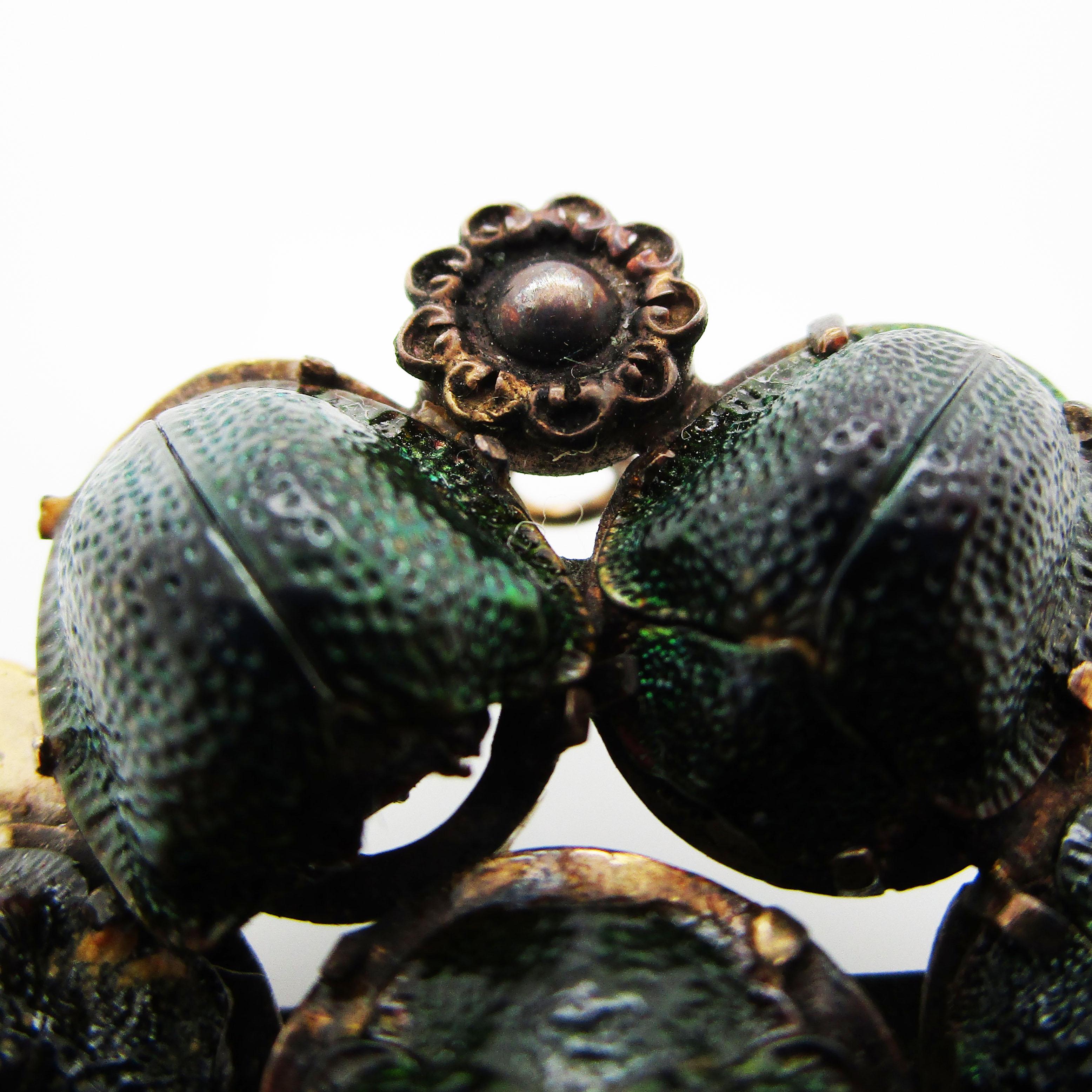 golden tortoise beetle for sale