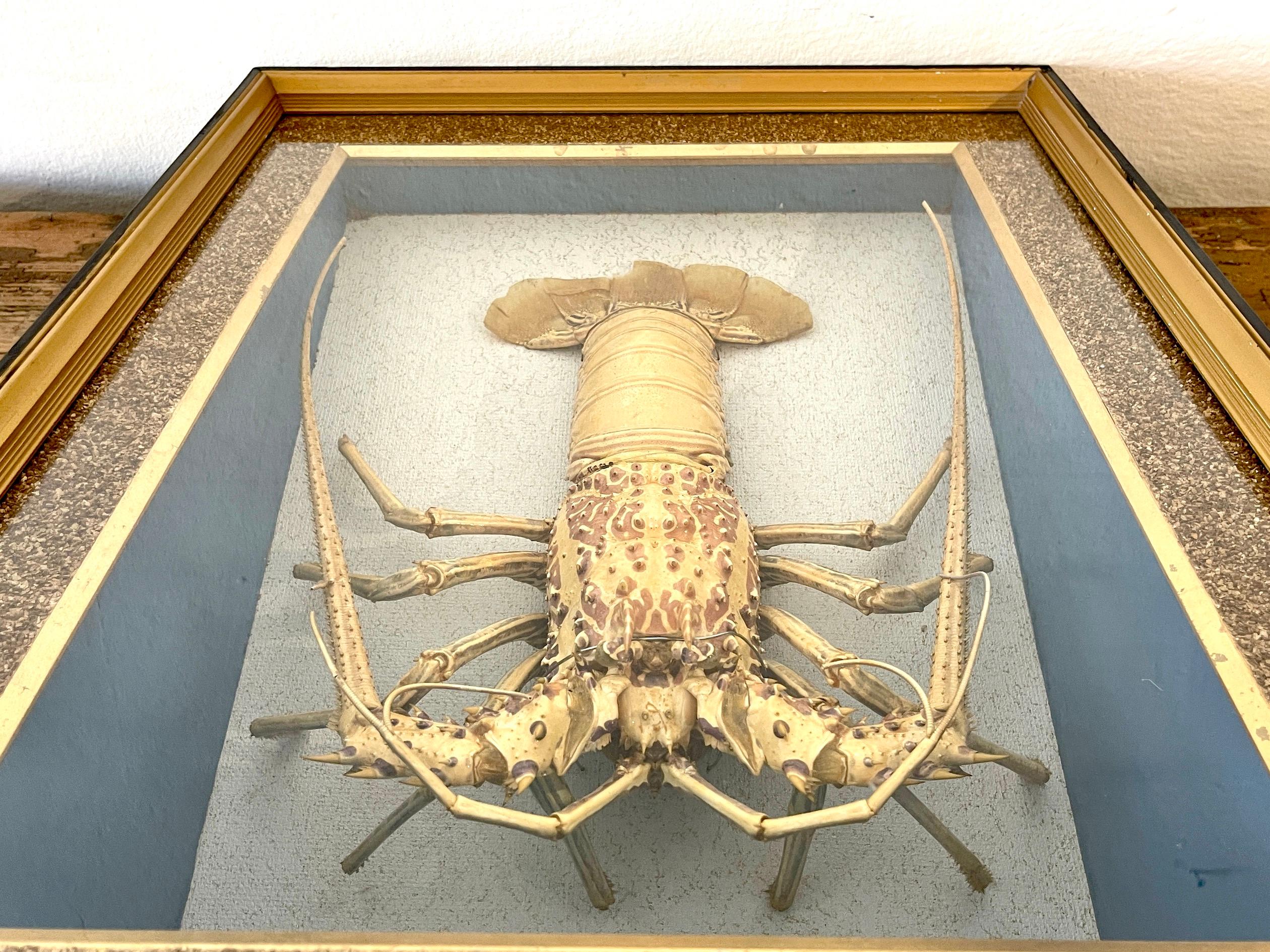 Victorian Specimen Albino Taxidermy Lobster in Giltwood Shadow Box Frame 1