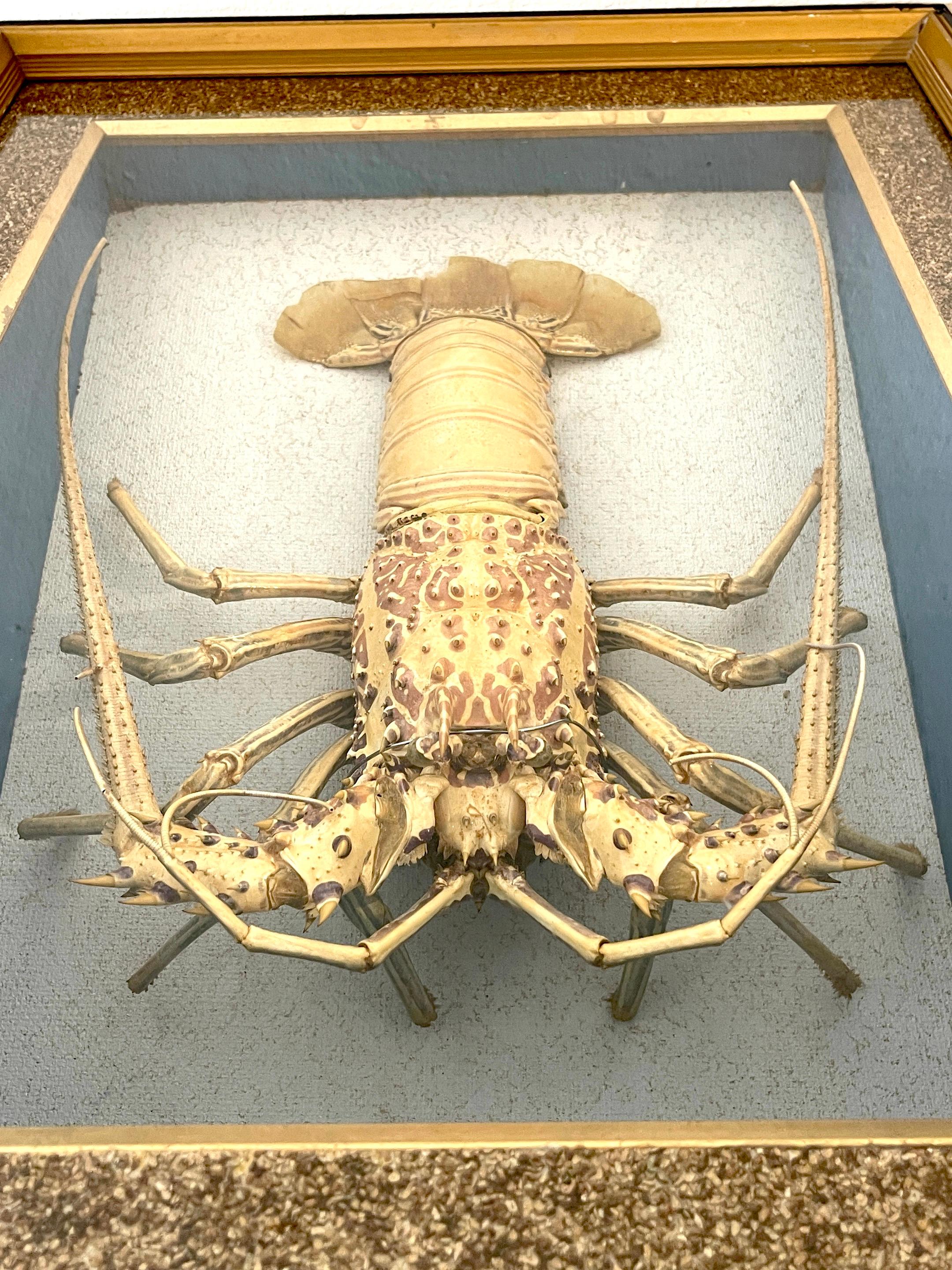 Victorian Specimen Albino Taxidermy Lobster in Giltwood Shadow Box Frame 2