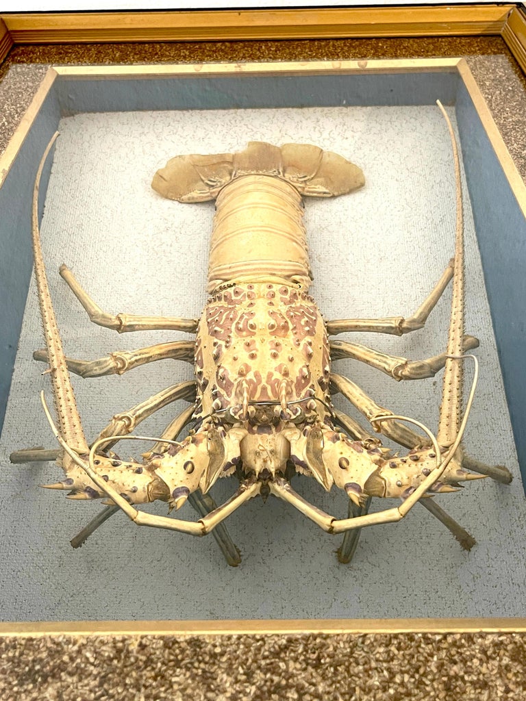Victorian Specimen Albino Taxidermy Lobster in Giltwood Shadow Box Frame For Sale 5