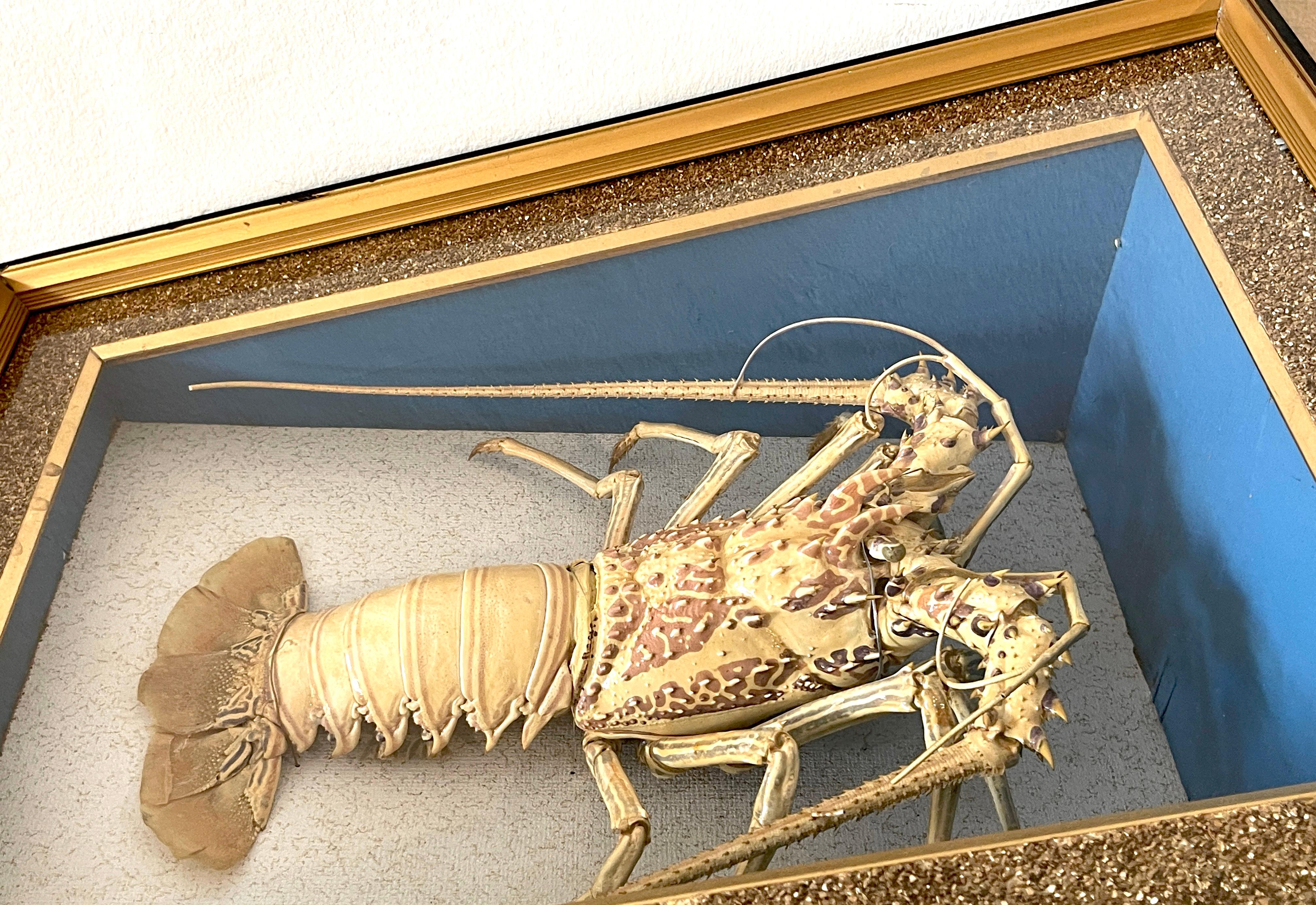Victorian Specimen Albino Taxidermy Lobster in Giltwood Shadow Box Frame 4