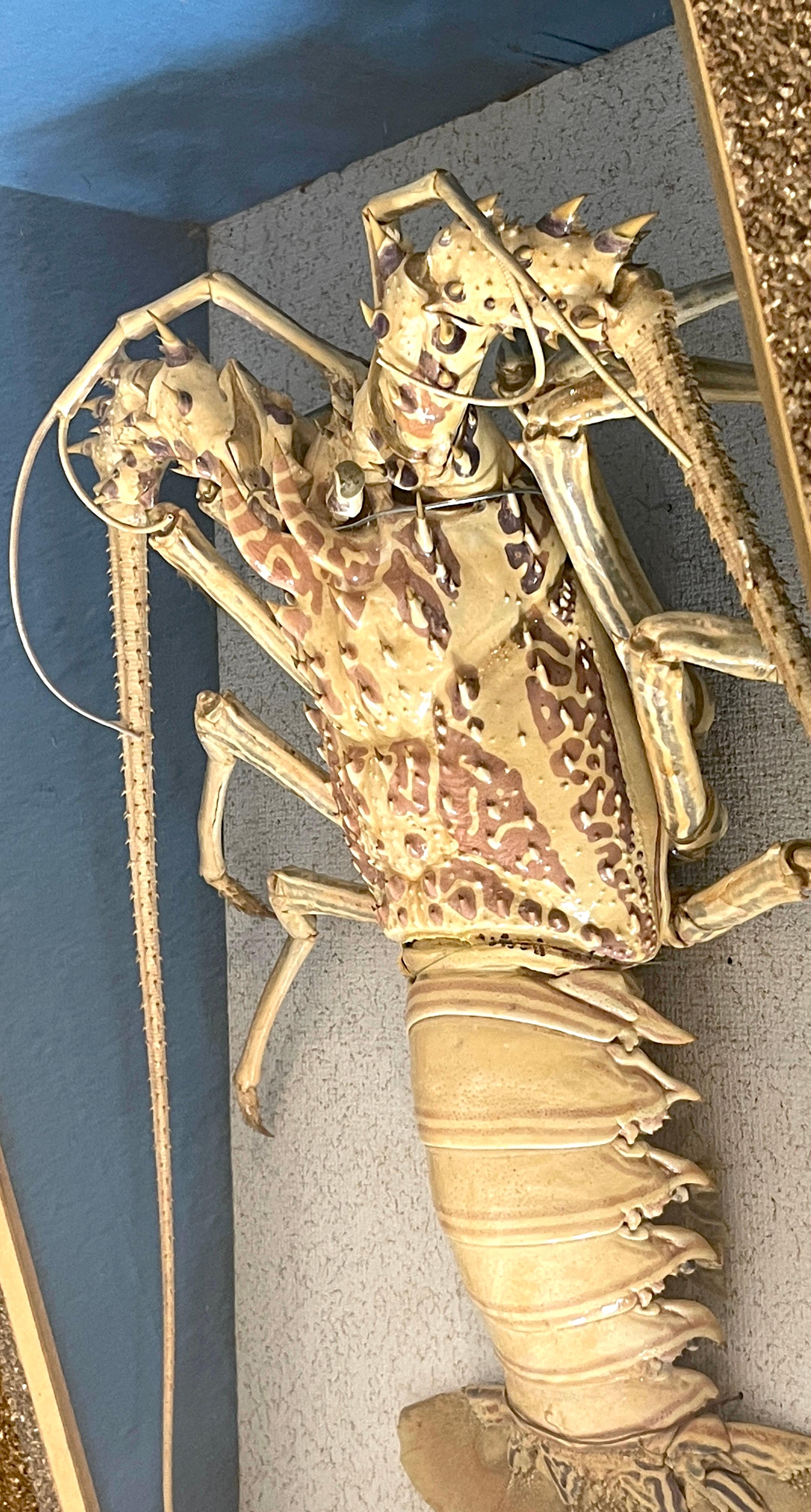 Victorian Specimen Albino Taxidermy Lobster in Giltwood Shadow Box Frame 5