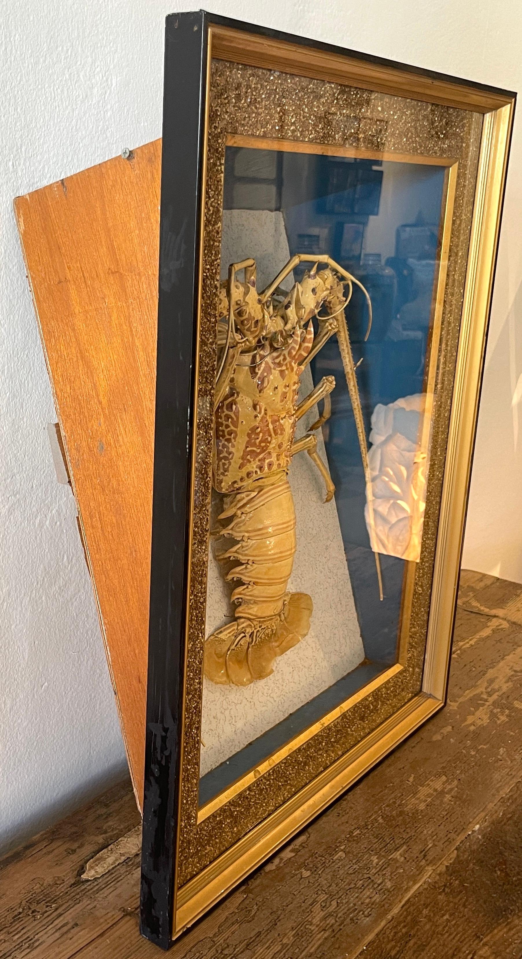 Victorian Specimen Albino Taxidermy Lobster in Giltwood Shadow Box Frame 6