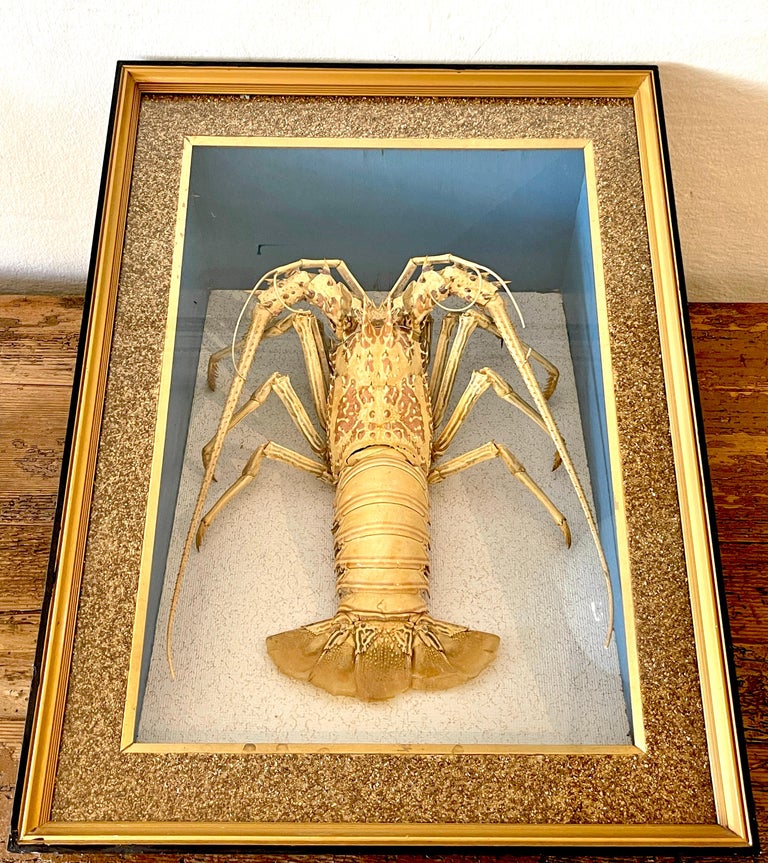 Victorian Specimen Albino Taxidermy Lobster in Giltwood Shadow Box Frame
USA, Circa 1890
An extraordinary example, 1 in 100 Million lobsters are Albino or 'white'. This large example dates from the late 19th century. The mounted specimen measures