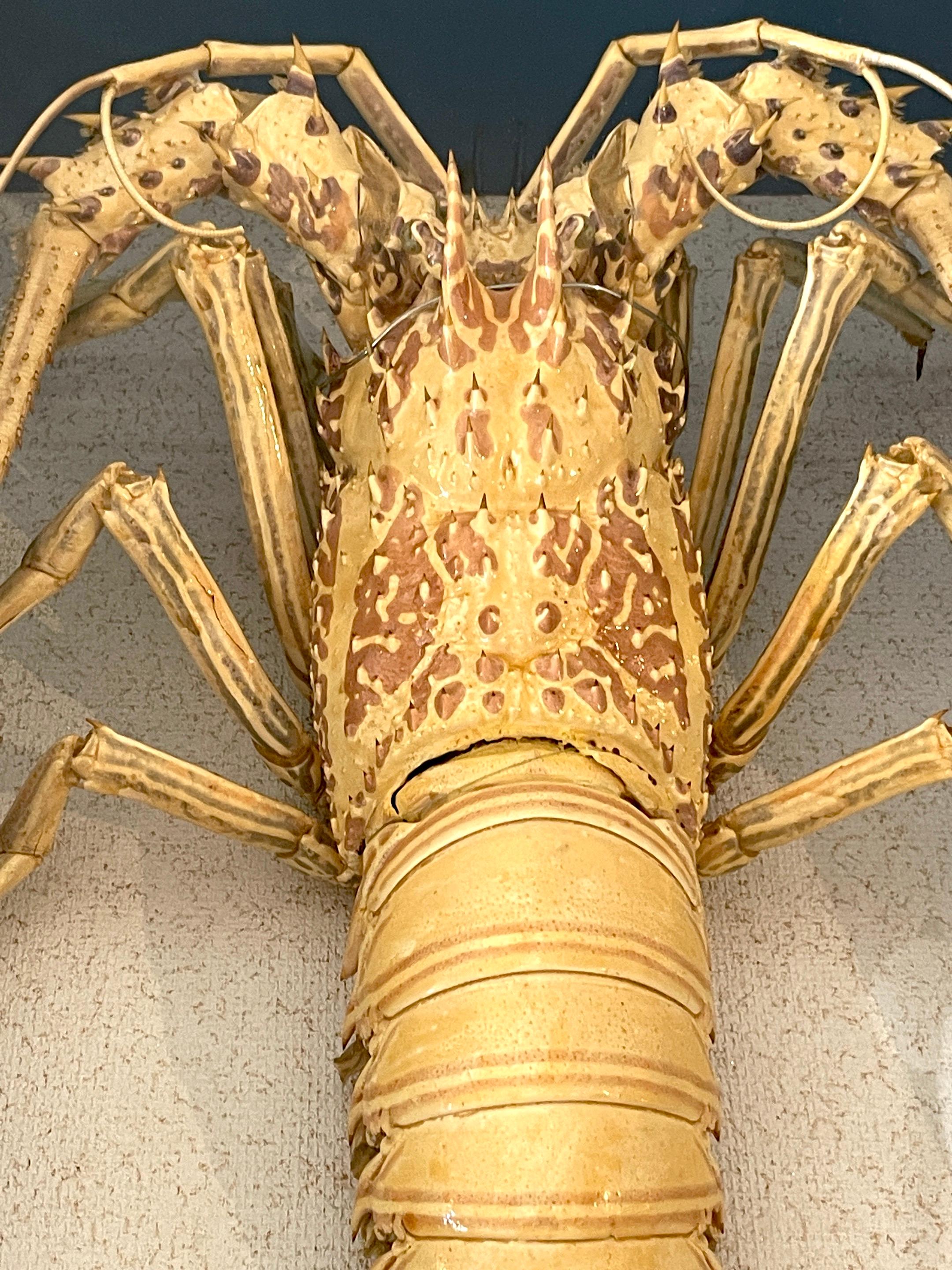 albino lobsters