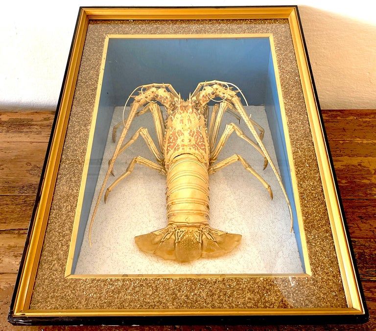 19th Century Victorian Specimen Albino Taxidermy Lobster in Giltwood Shadow Box Frame For Sale