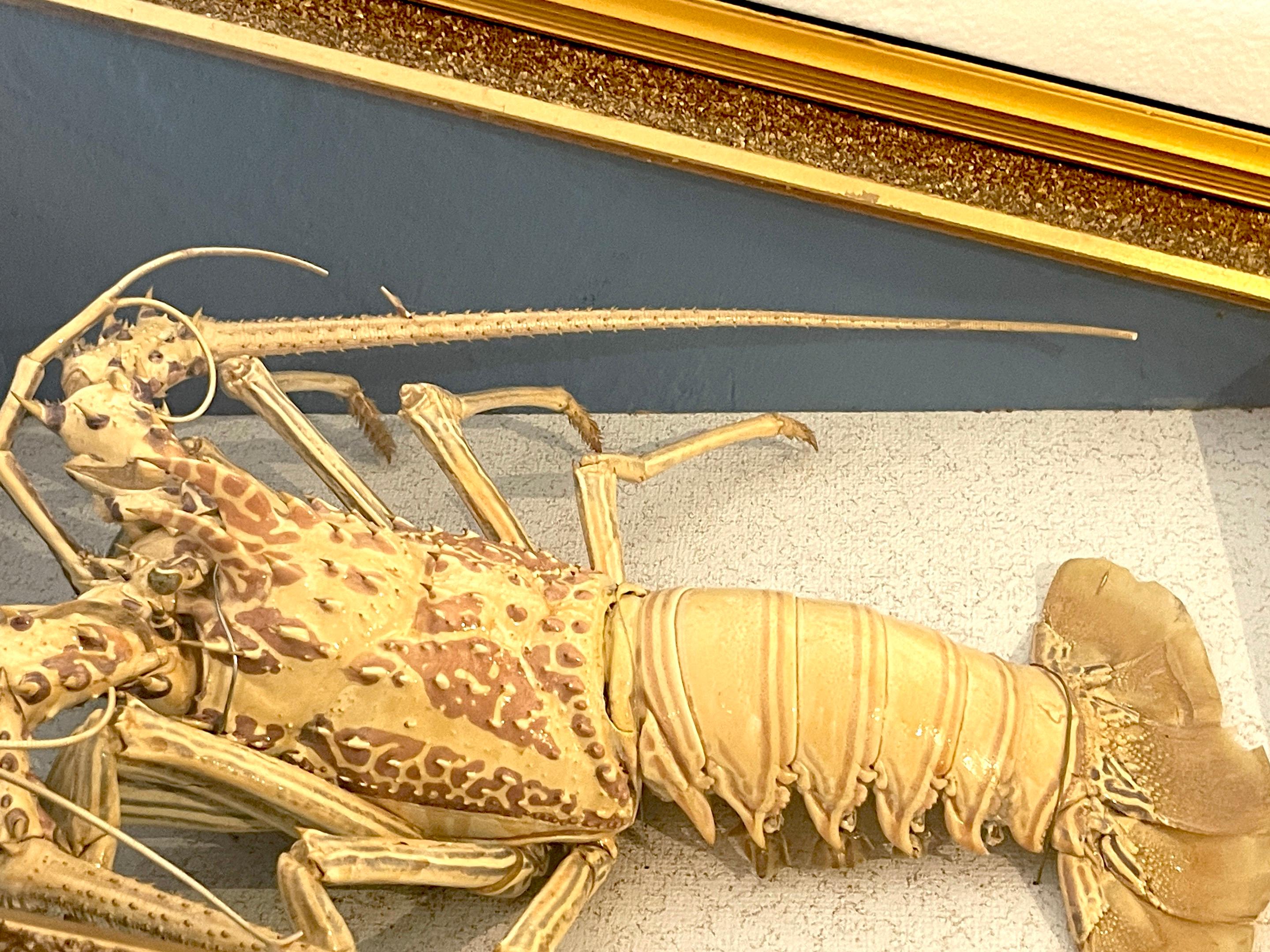 Victorian Specimen Albino Taxidermy Lobster in Giltwood Shadow Box Frame In Good Condition In West Palm Beach, FL