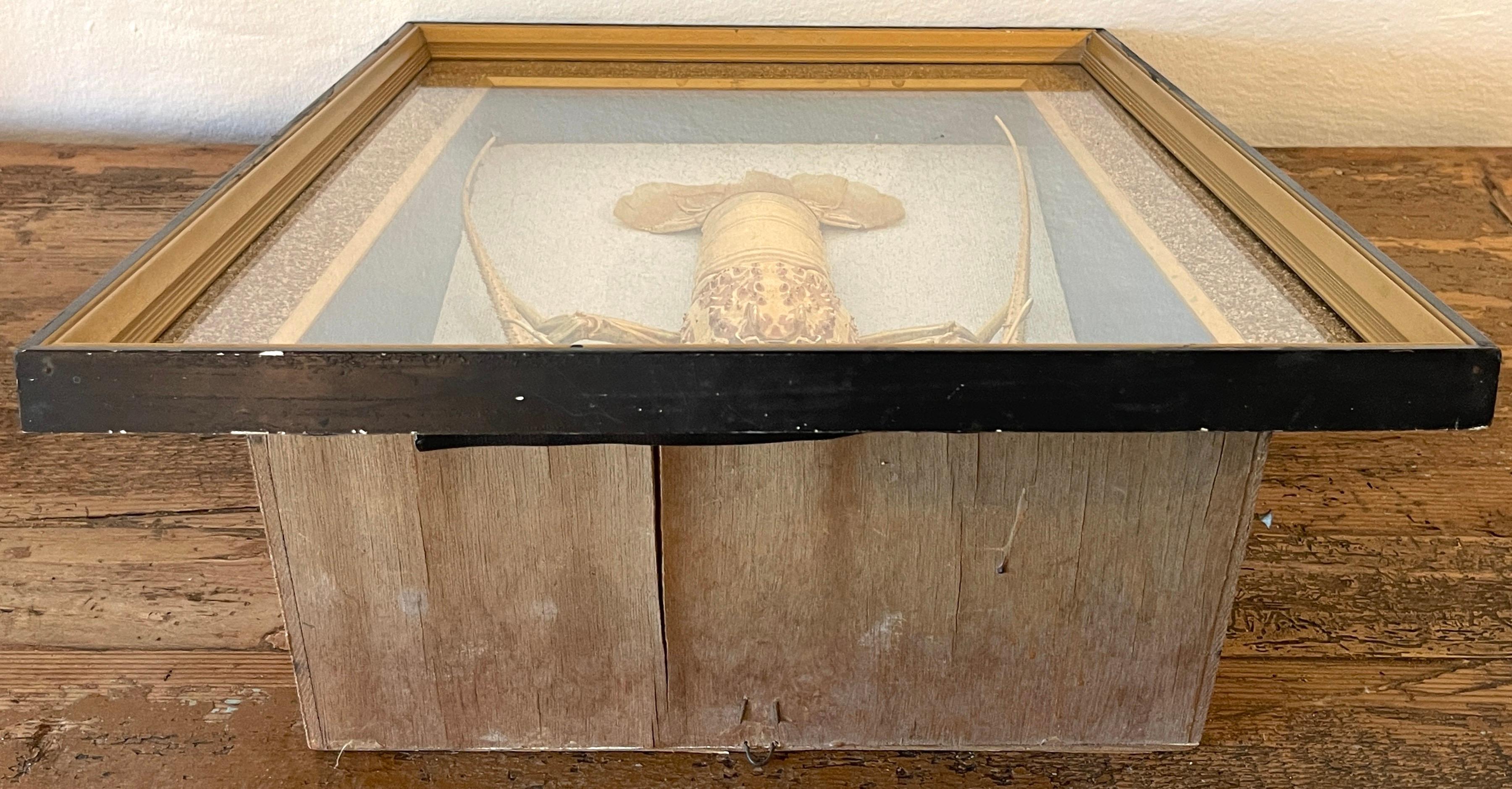 19th Century Victorian Specimen Albino Taxidermy Lobster in Giltwood Shadow Box Frame