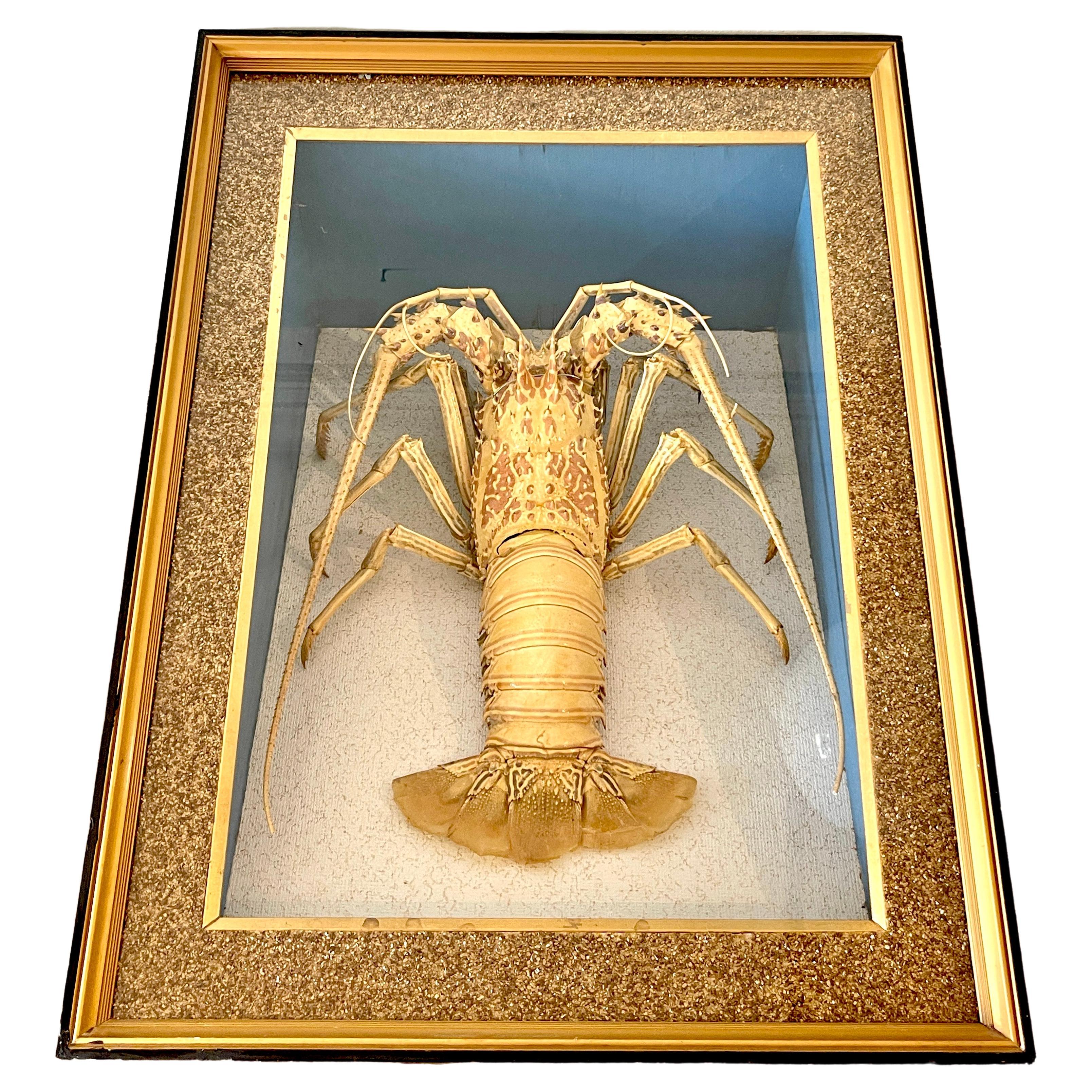 Victorian Specimen Albino Taxidermy Lobster in Giltwood Shadow Box Frame