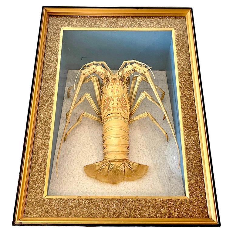 Victorian Specimen Albino Taxidermy Lobster in Giltwood Shadow Box Frame For Sale