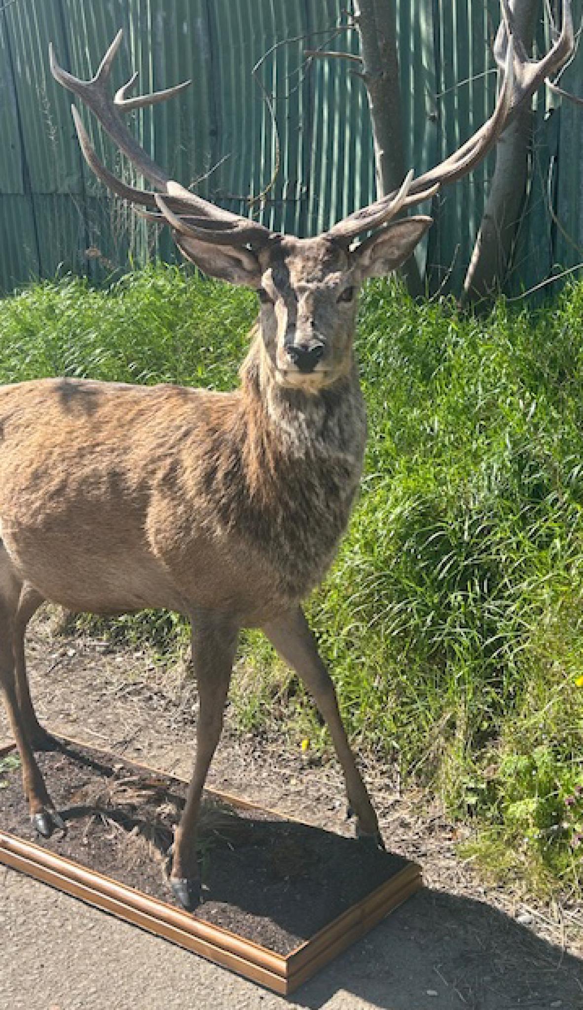 Taxidermie victorienne des Highlands écossais Monarch Of The Glenn en vente 4