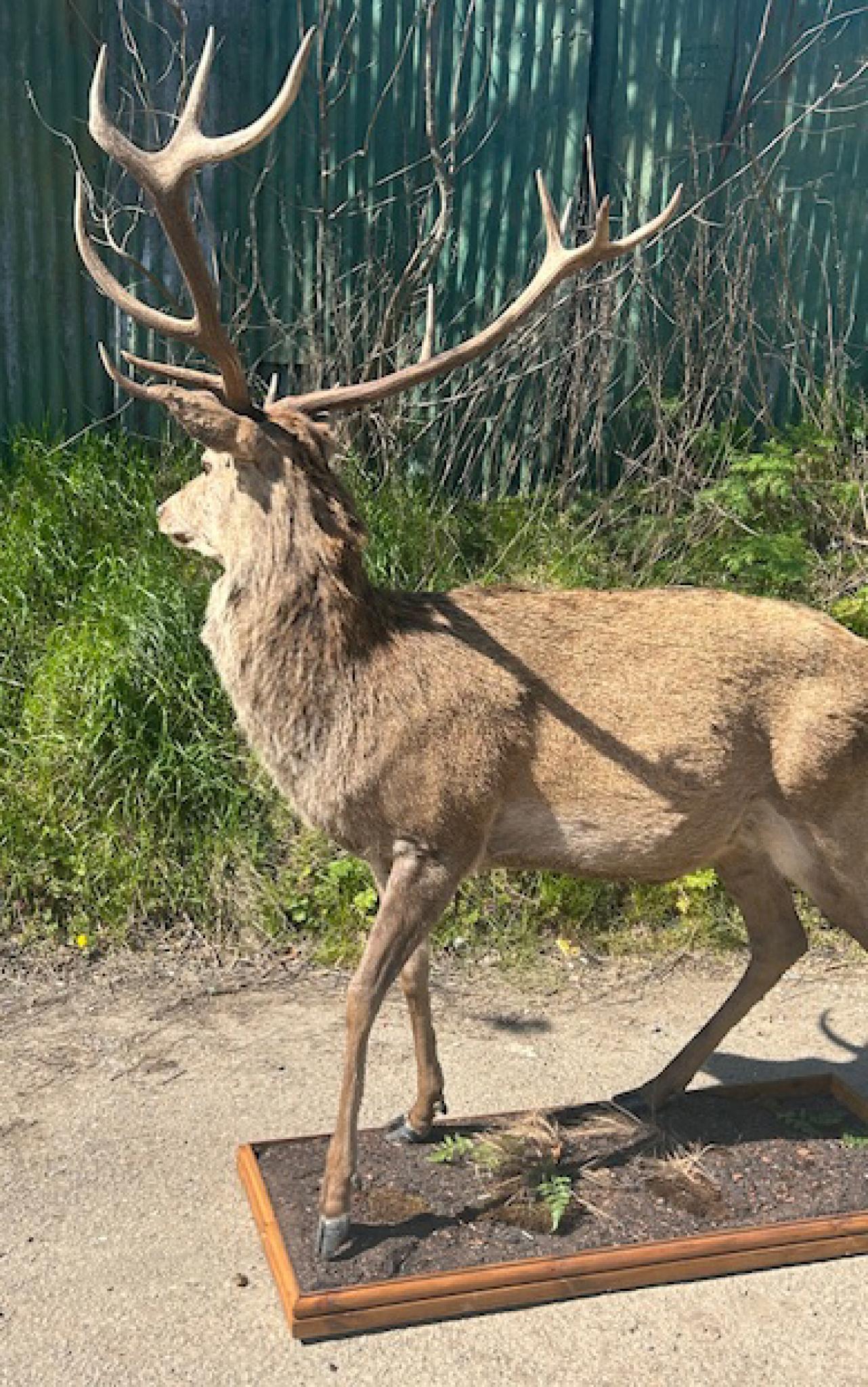 Taxidermie victorienne des Highlands écossais Monarch Of The Glenn en vente 8
