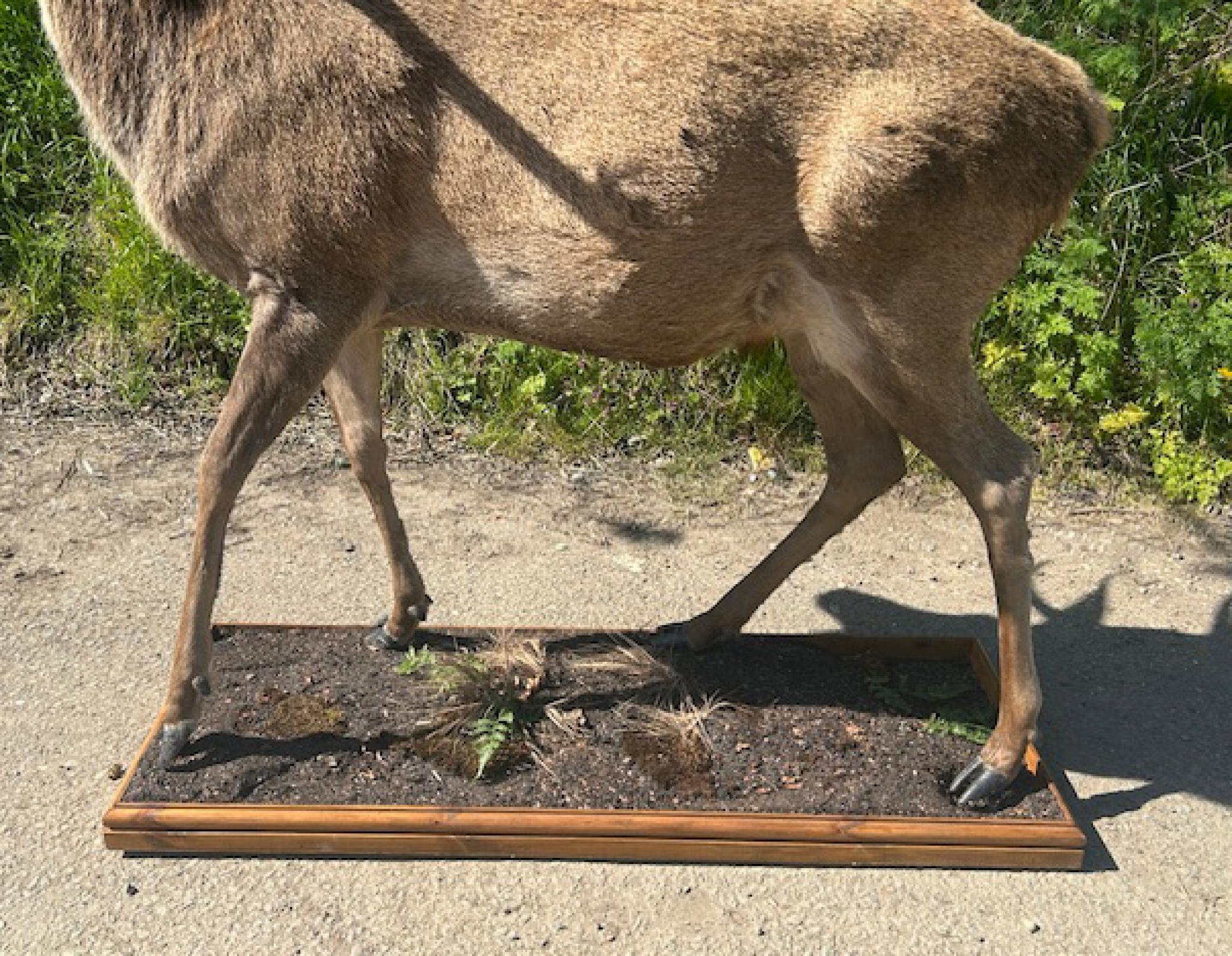 Taxidermie victorienne des Highlands écossais Monarch Of The Glenn en vente 9